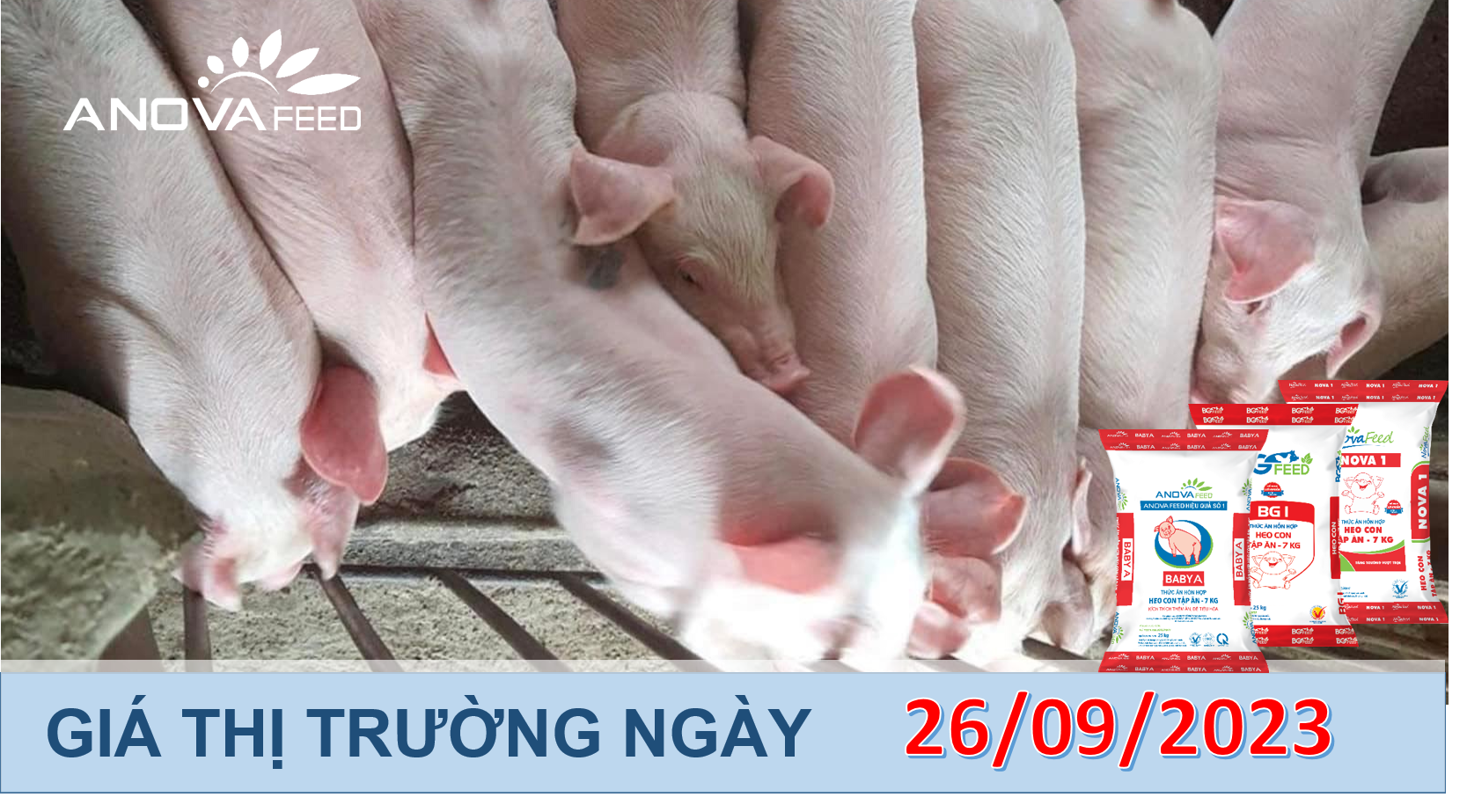 ANOVA FEED- GIÁ HEO HƠI NGÀY 26/09, TIẾP TỤC LAO DỐC
