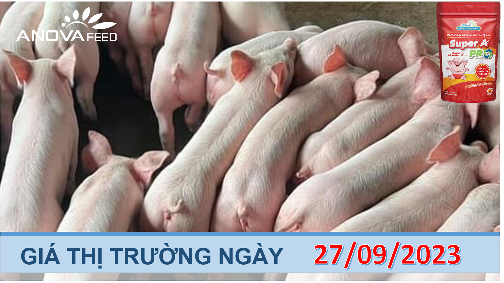 ANOVA FEED- GIÁ HEO HƠI NGÀY 27/09, DIỄN BIẾN KHÔNG KHẢ QUAN
