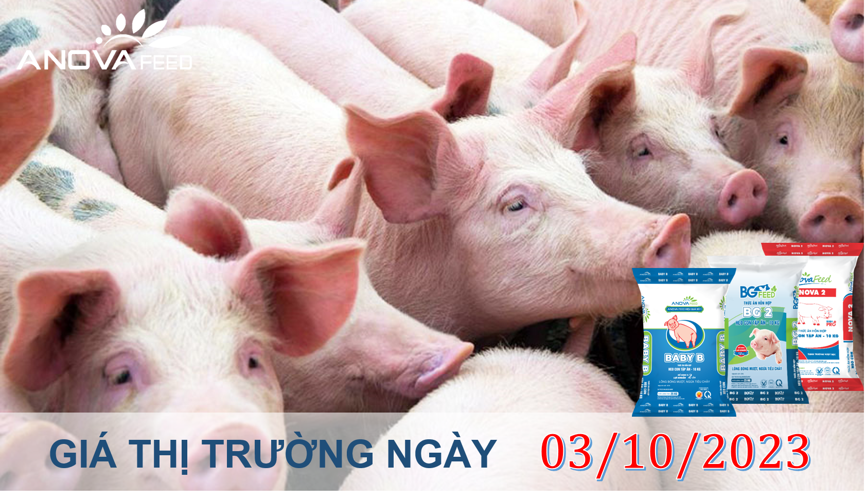 ANOVA FEED- GIÁ HEO HƠI NGÀY 03/10, LIÊN TỤC GIẢM