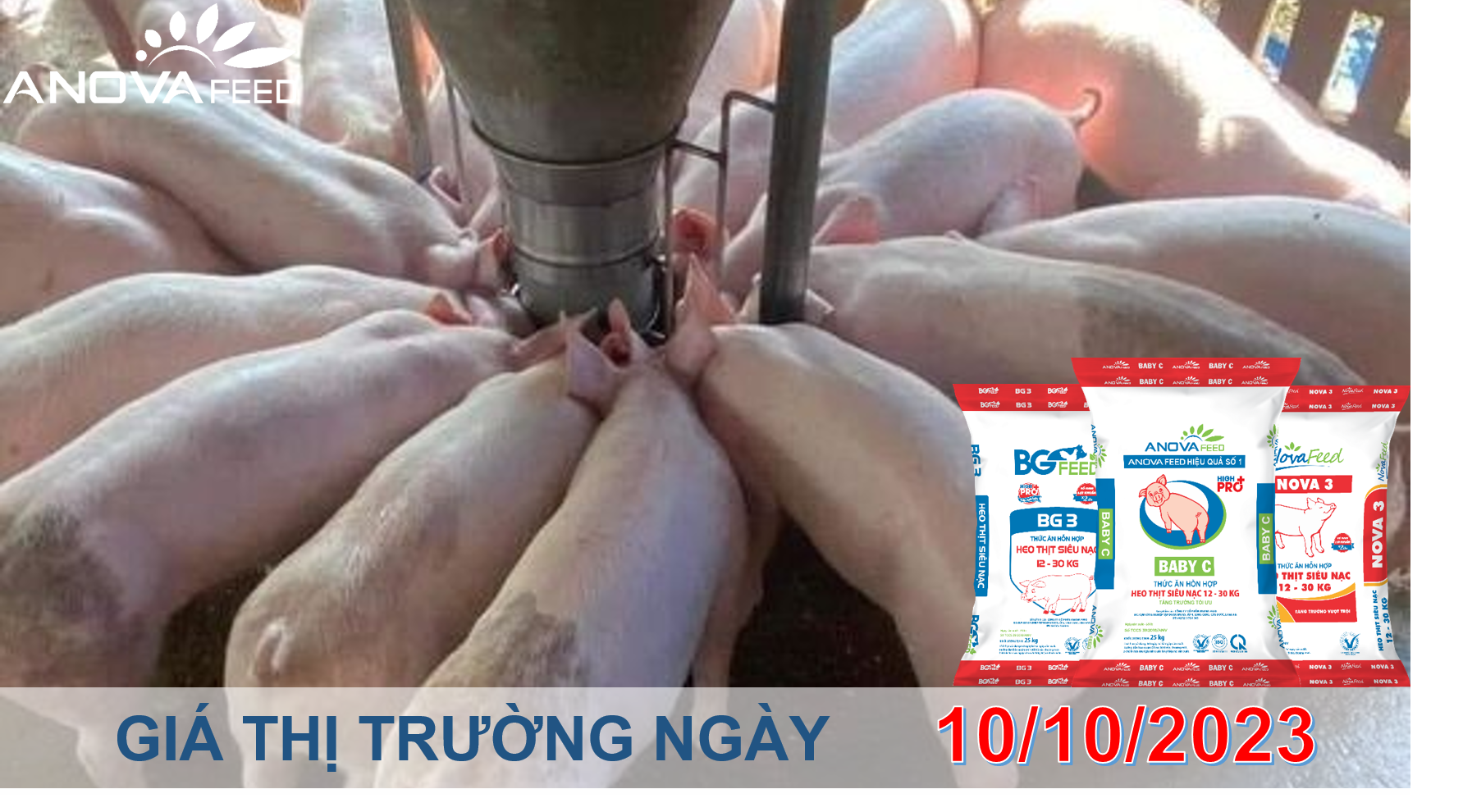 ANOVA FEED- GIÁ HEO HƠI NGÀY 10/10, THỊ TRƯỜNG CHƯA KHỞI SẮC