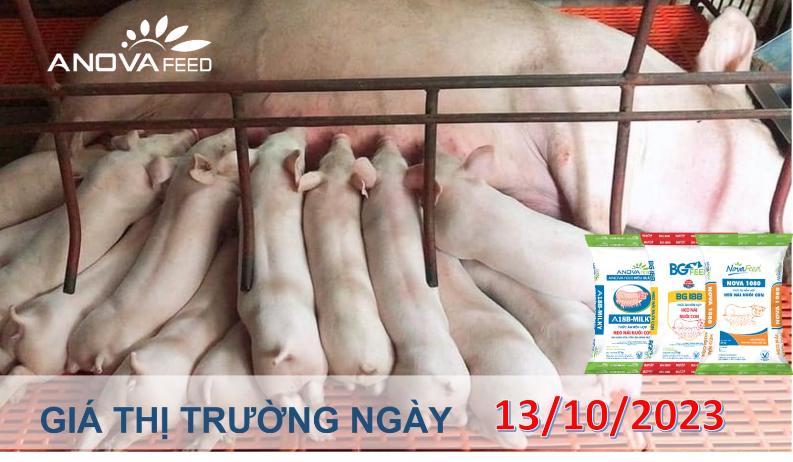 ANOVA FEED- GIÁ HEO HƠI NGÀY 13/10, ĐÀ GIẢM SÂU