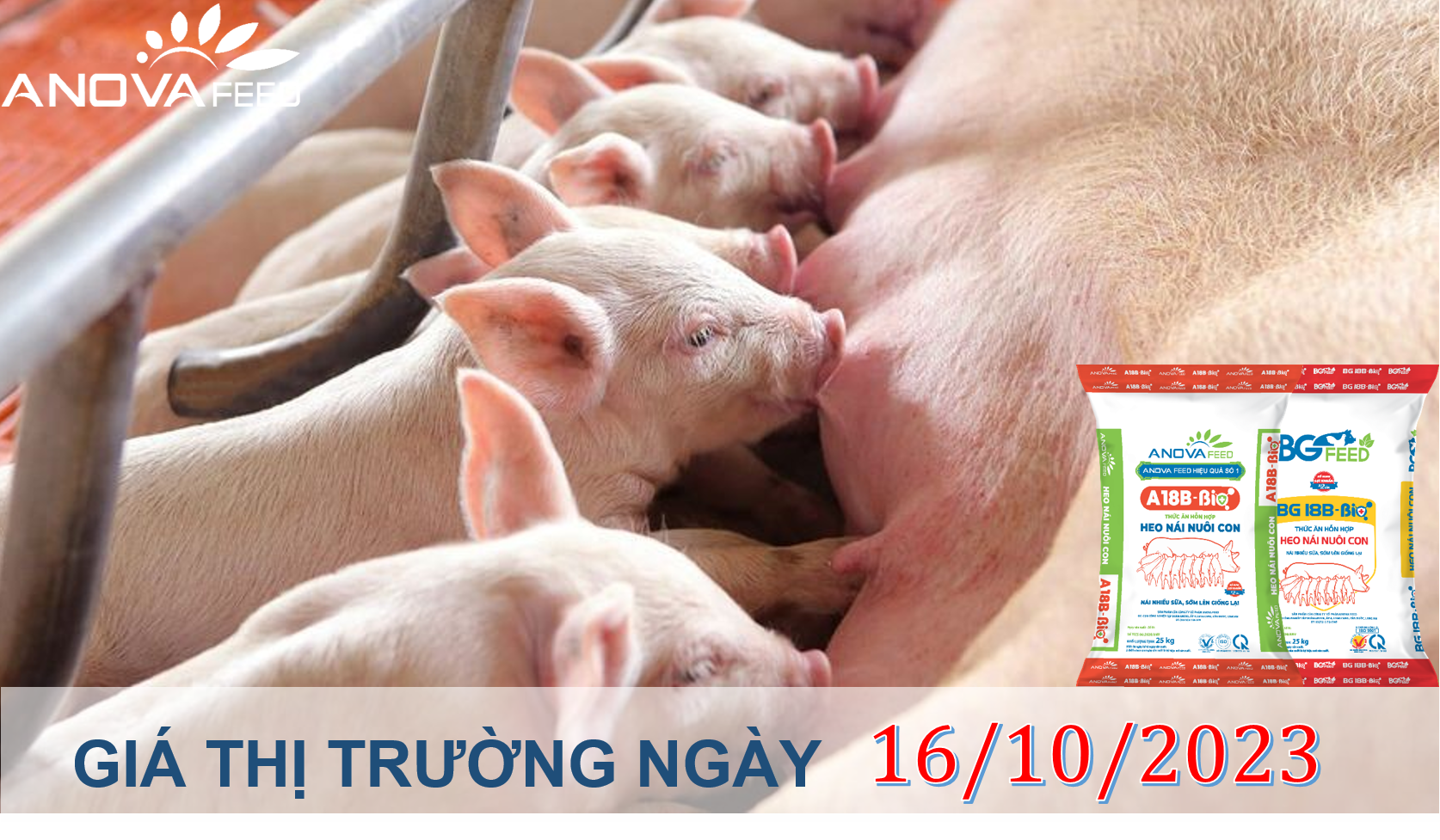 ANOVA FEED- GIÁ HEO HƠI NGÀY 16/10, ĐẦU TUẦN TIẾP ĐÀ GIẢM