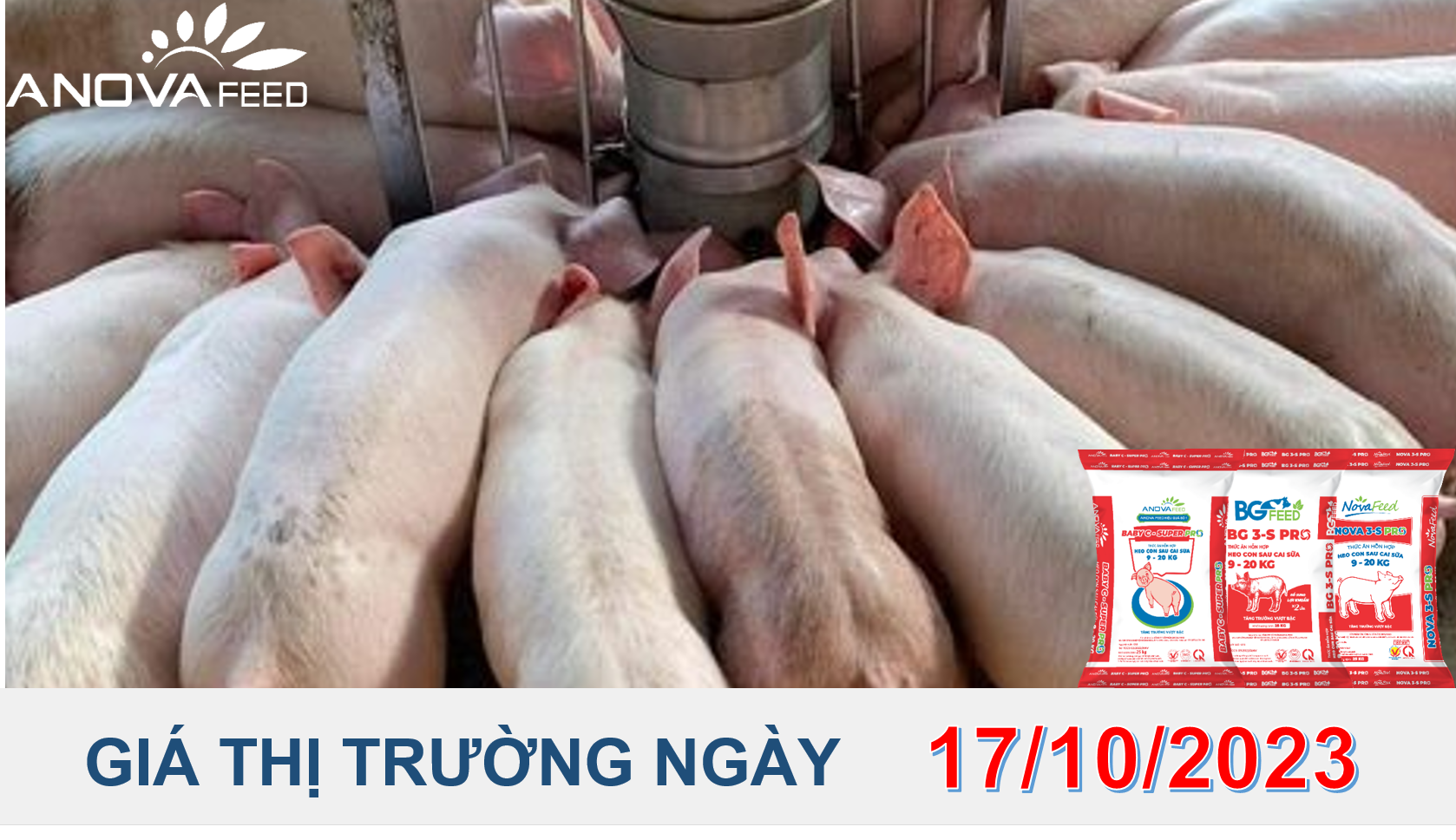 ANOVA FEED- GIÁ HEO HƠI NGÀY 17/10, DUY TRÌ CHIỀU ĐI XUỐNG