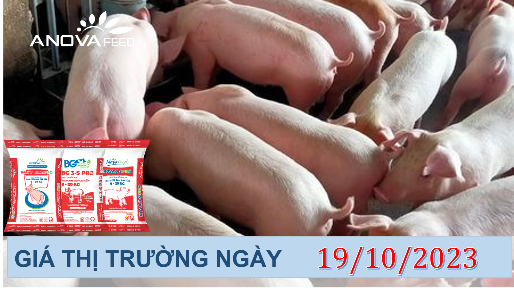 ANOVA FEED- GIÁ HEO HƠI NGÀY 19/10, ĐÓN LÀN GIÓ MỚI