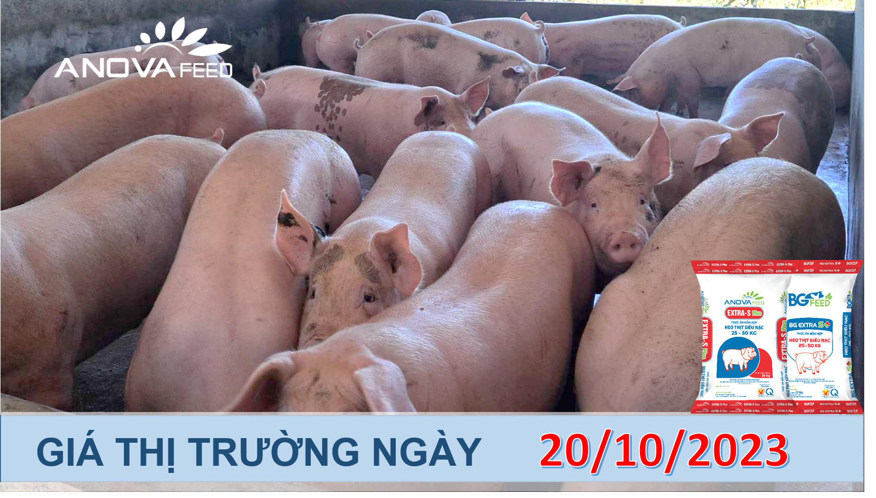 ANOVA FEED- GIÁ HEO HƠI NGÀY 20/10, ĐÓN CHỜ TIN TỐT