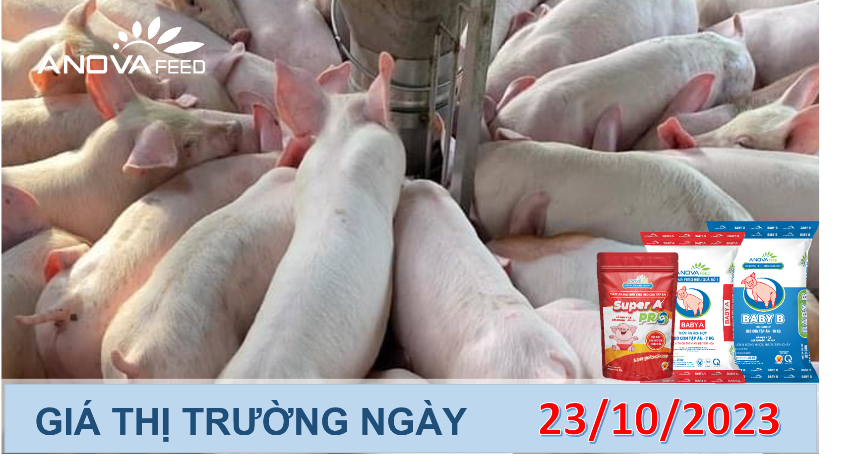 ANOVA FEED- GIÁ HEO HƠI NGÀY 23/10, TOÀN QUỐC ĐÓN TIN VUI