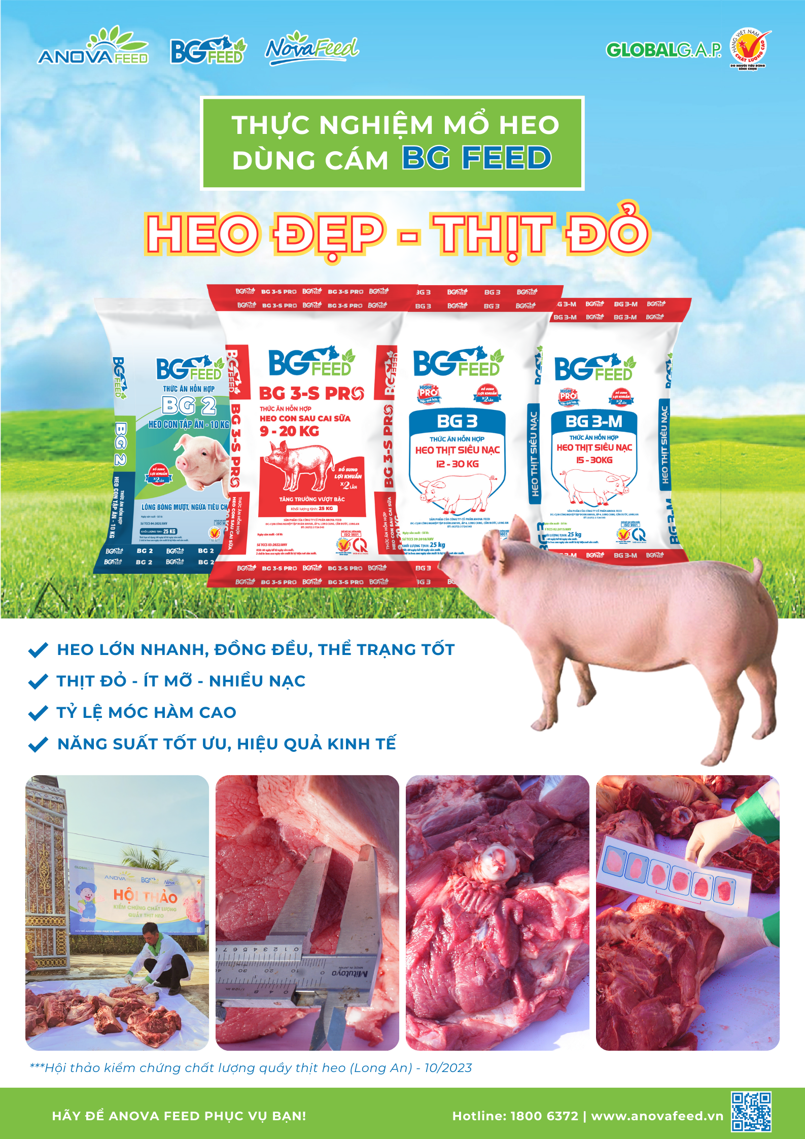 THỰC NGHIỆM MỔ HEO DÙNG CÁM BG FEED - HEO ĐẸP, THỊT ĐỎ