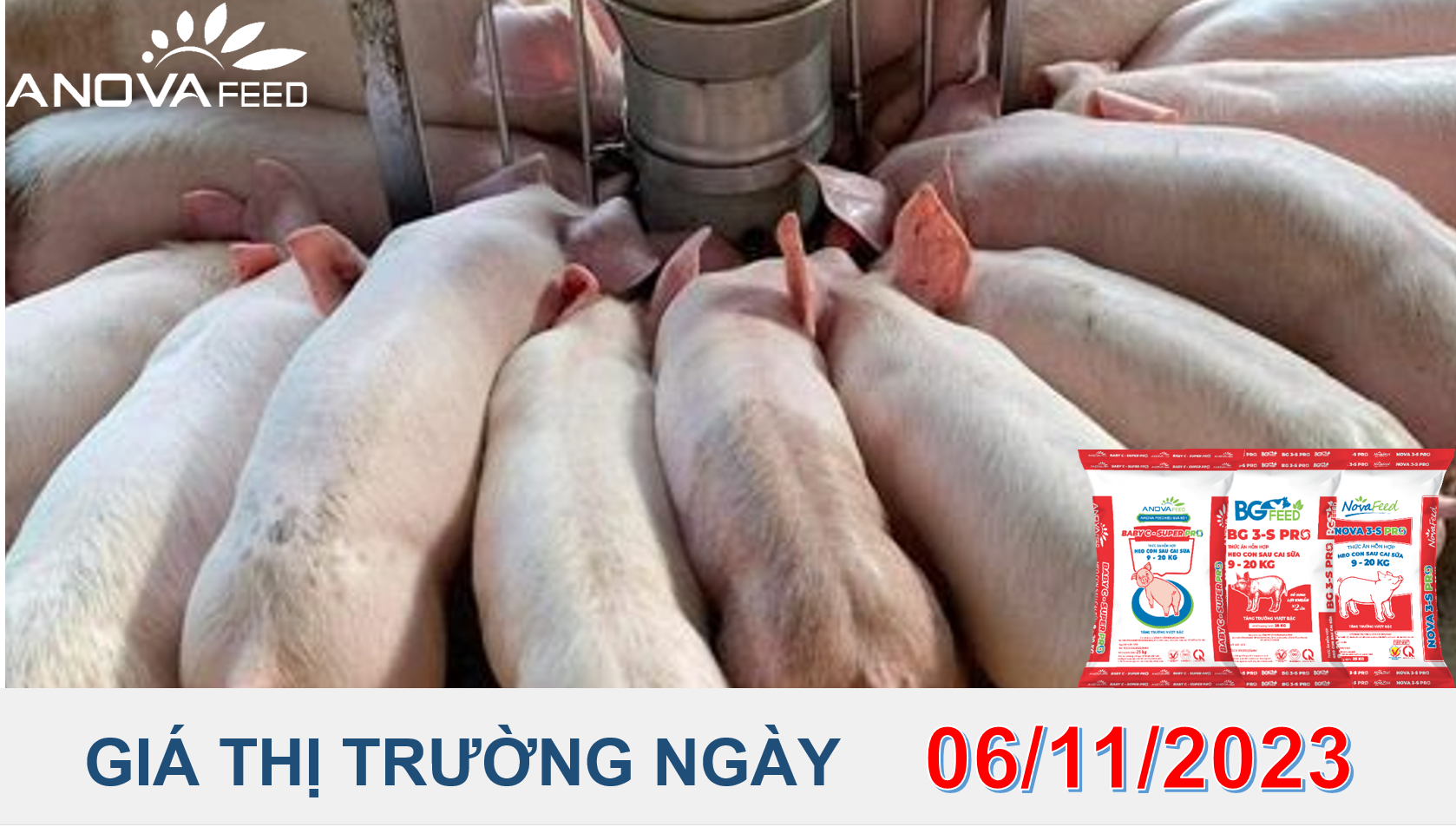 ANOVA FEED- GIÁ HEO HƠI NGÀY 06/11, DIỄN BIẾN HAI CHIỀU