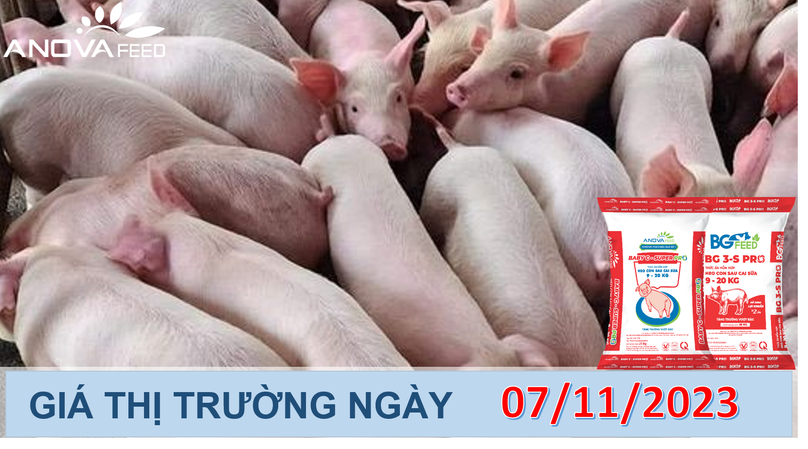 ANOVA FEED- GIÁ HEO HƠI NGÀY 07/11, MIỀN BẮC KHÓ TRỤ VỮNG