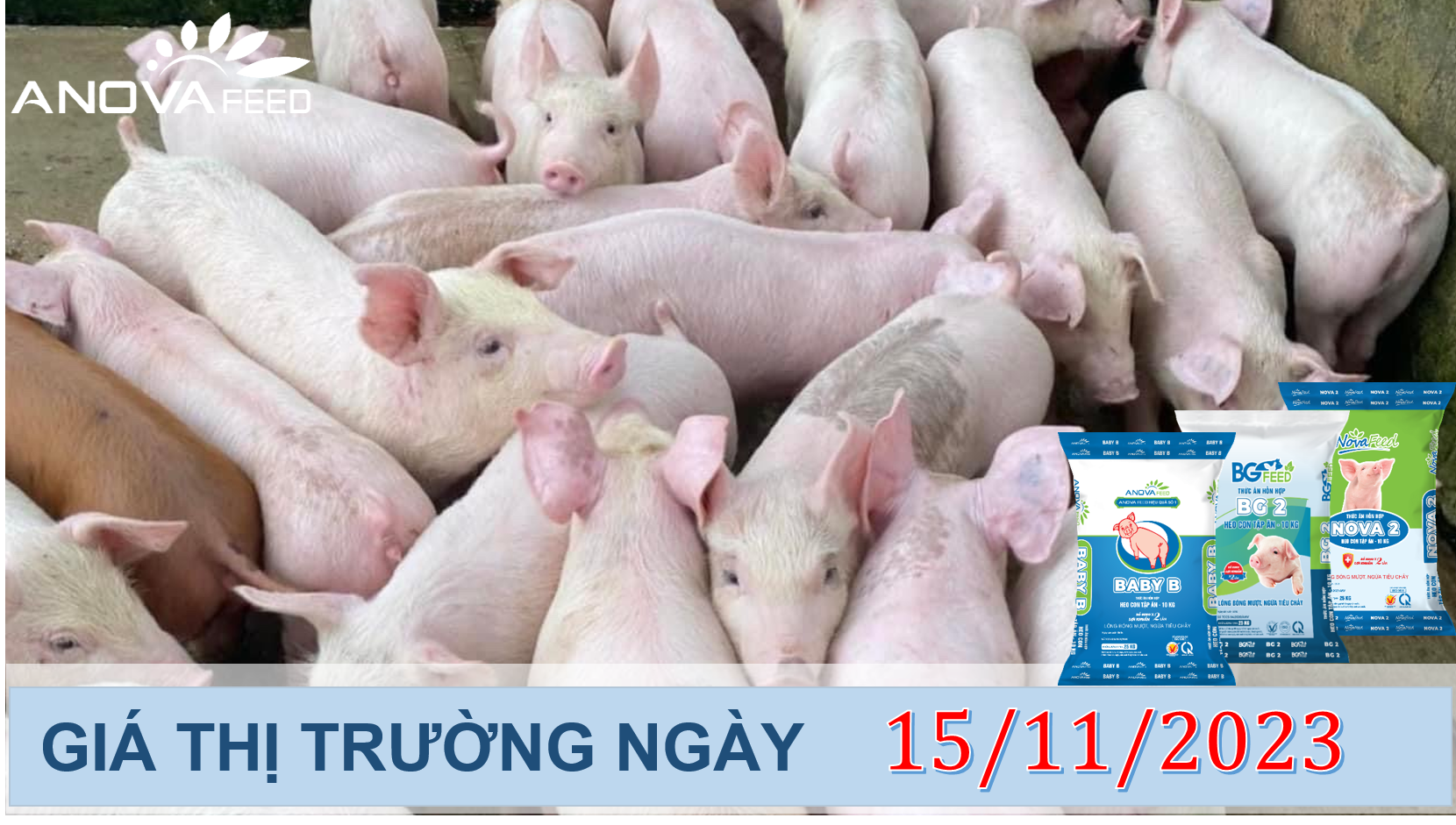 ANOVA FEED- GIÁ HEO HƠI NGÀY 15/11, DIỄN BIẾN HAI CHIỀU