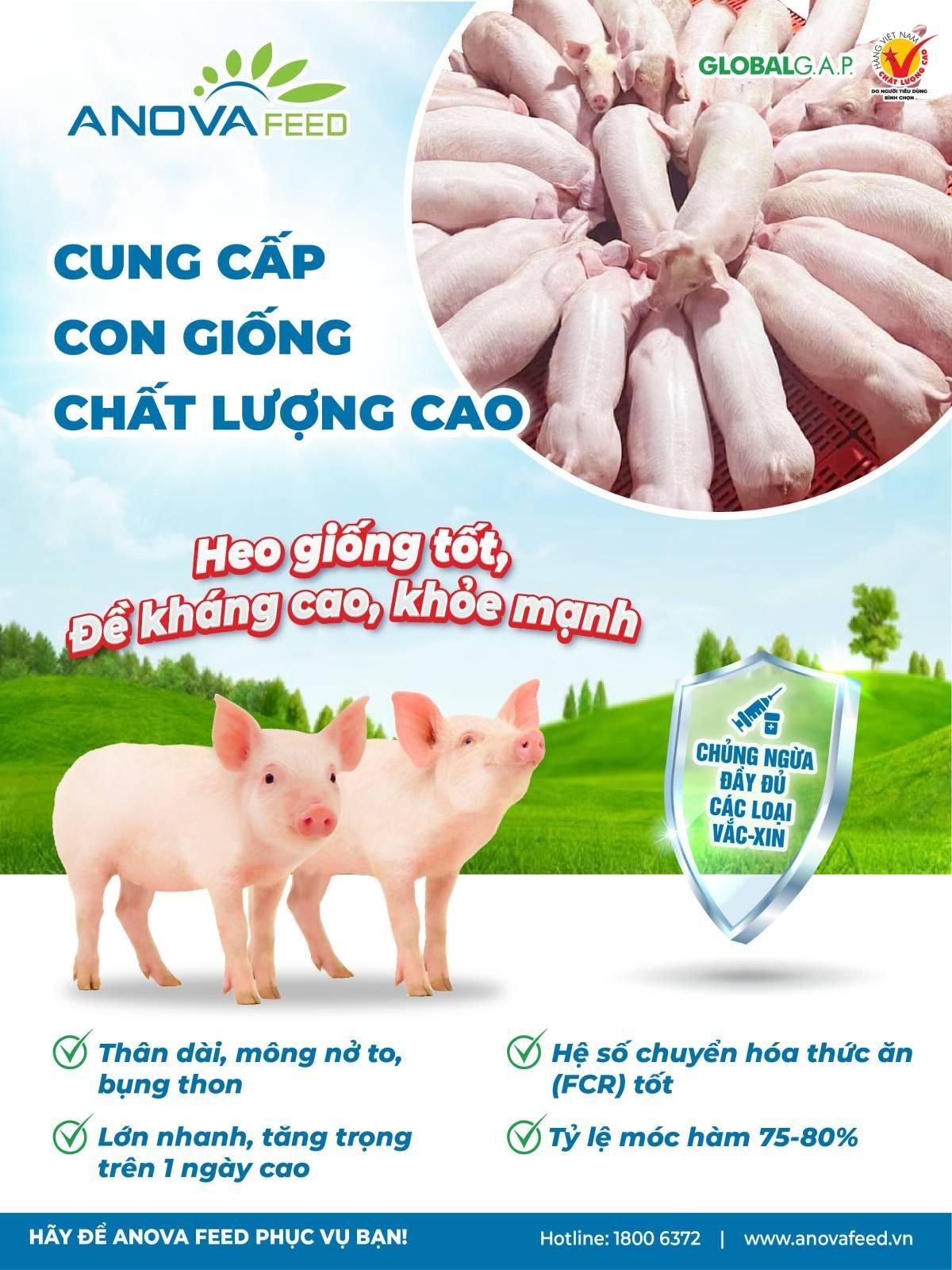 ANOVA FEED CUNG CẤP CON GIỐNG CHẤT LƯỢNG CAO