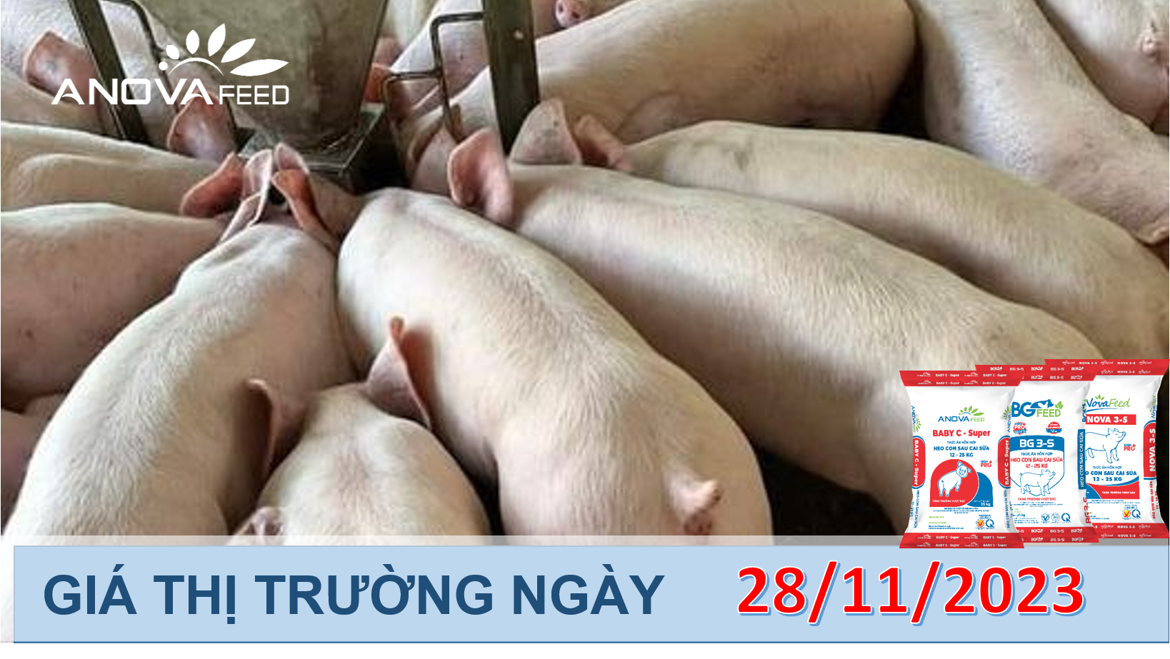 ANOVA FEED- GIÁ HEO HƠI NGÀY 28/11, KHÔNG MẤY KHẢ QUAN