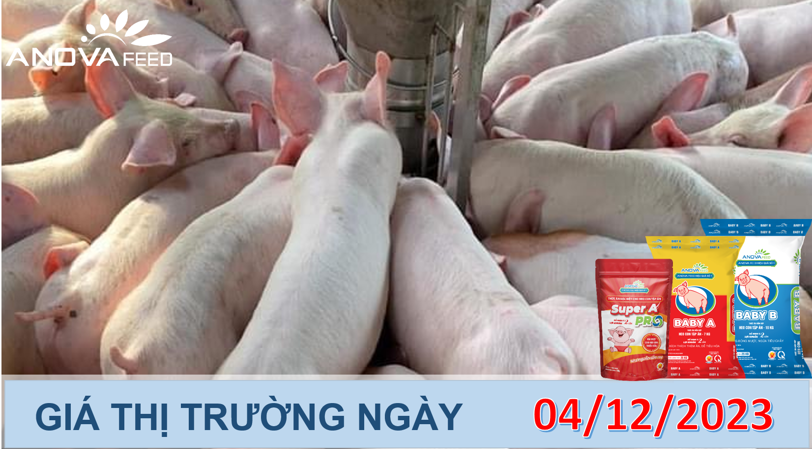 ANOVA FEED- GIÁ HEO HƠI NGÀY 04/12, ĐẦU TUẦN GIẢM NHẸ