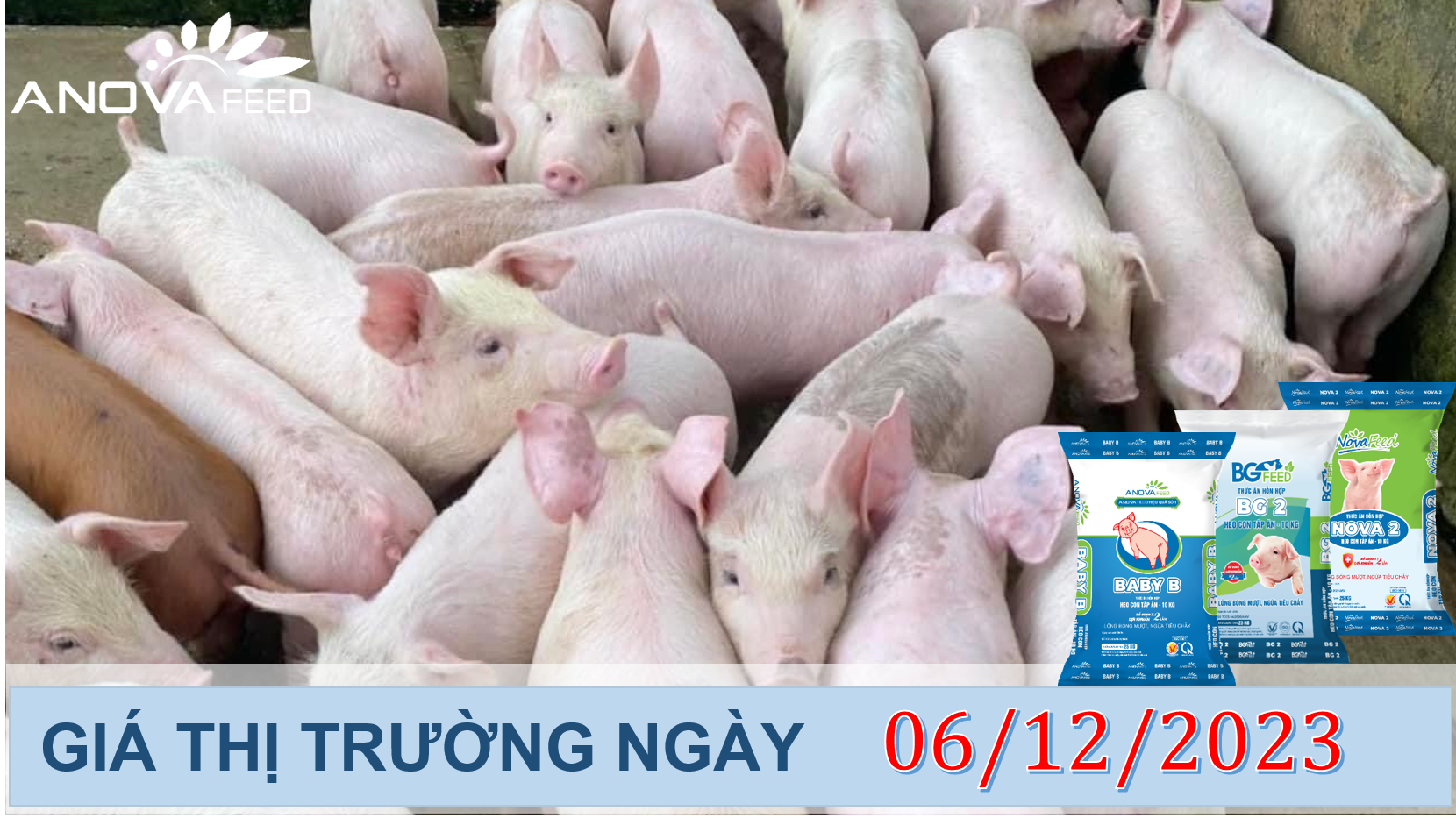 ANOVA FEED- GIÁ HEO HƠI NGÀY 06/12, XU HƯỚNG ĐI NGANG