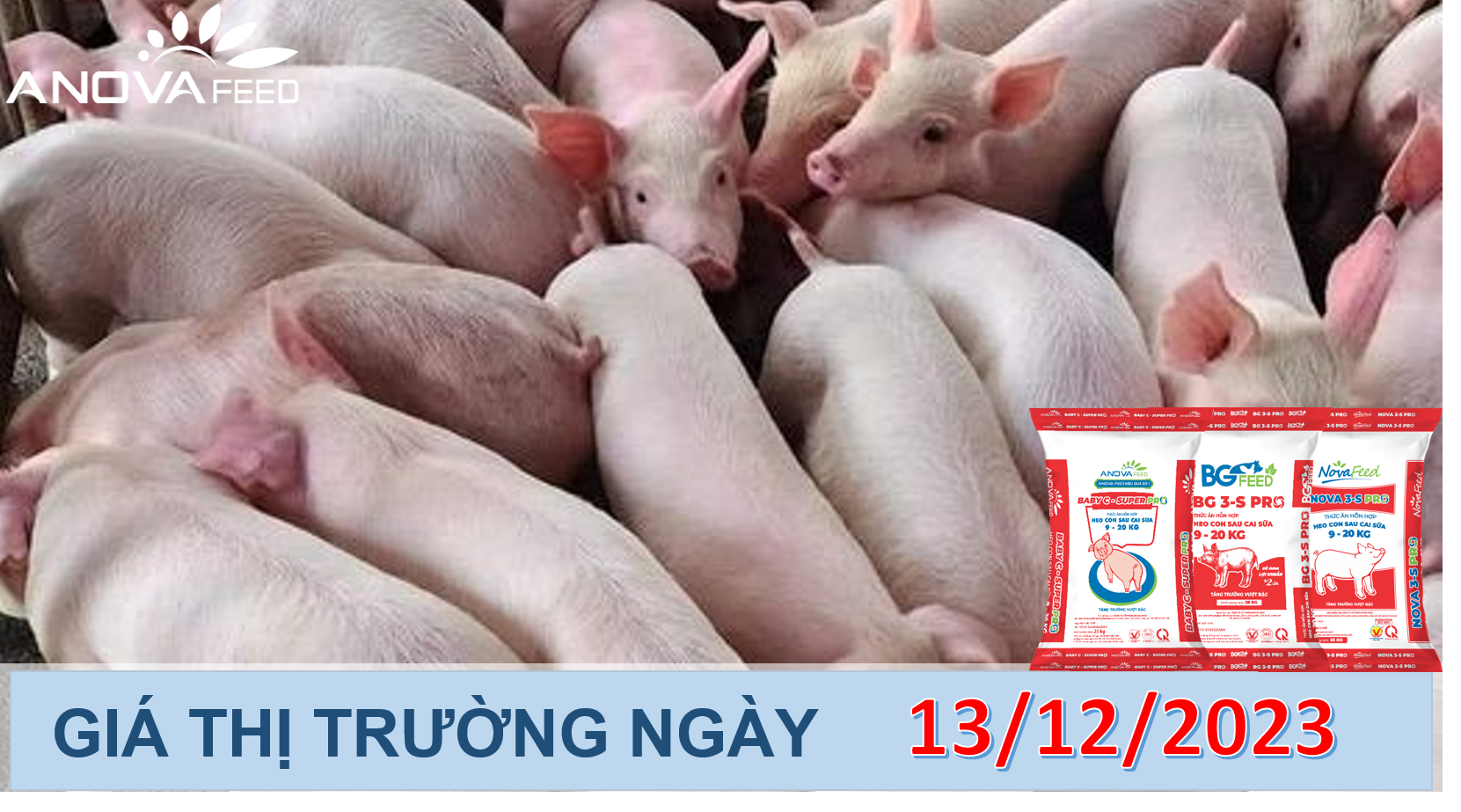 ANOVA FEED- GIÁ HEO HƠI NGÀY 13/12, TĂNG GIẢM KHÔNG ĐỒNG NHẤT