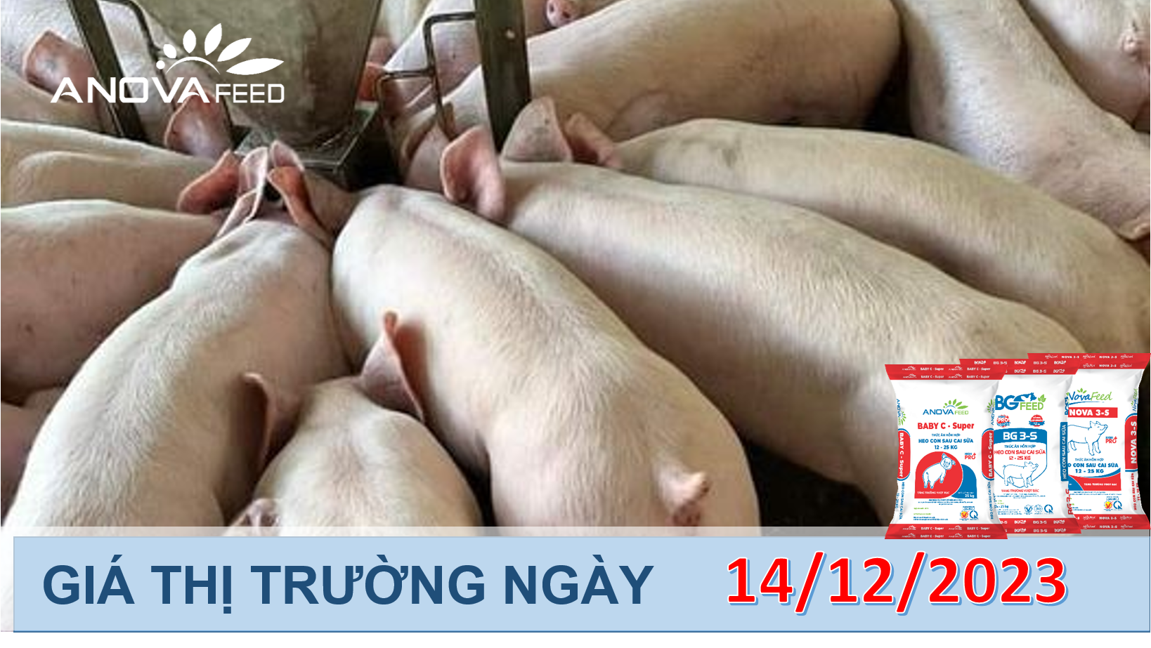 ANOVA FEED- GIÁ HEO HƠI NGÀY 14/12, THỊ TRƯỜNG LẶNG SÓNG