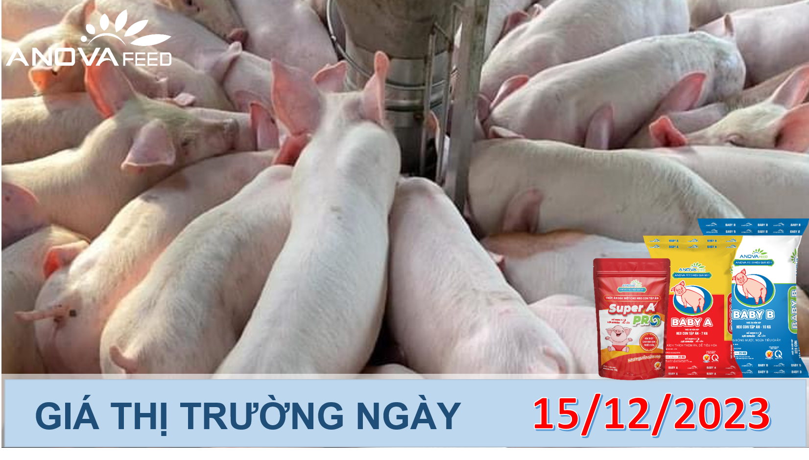 ANOVA FEED- GIÁ HEO HƠI NGÀY 15/12, MIỀN TÂY GIẢM NHẸ