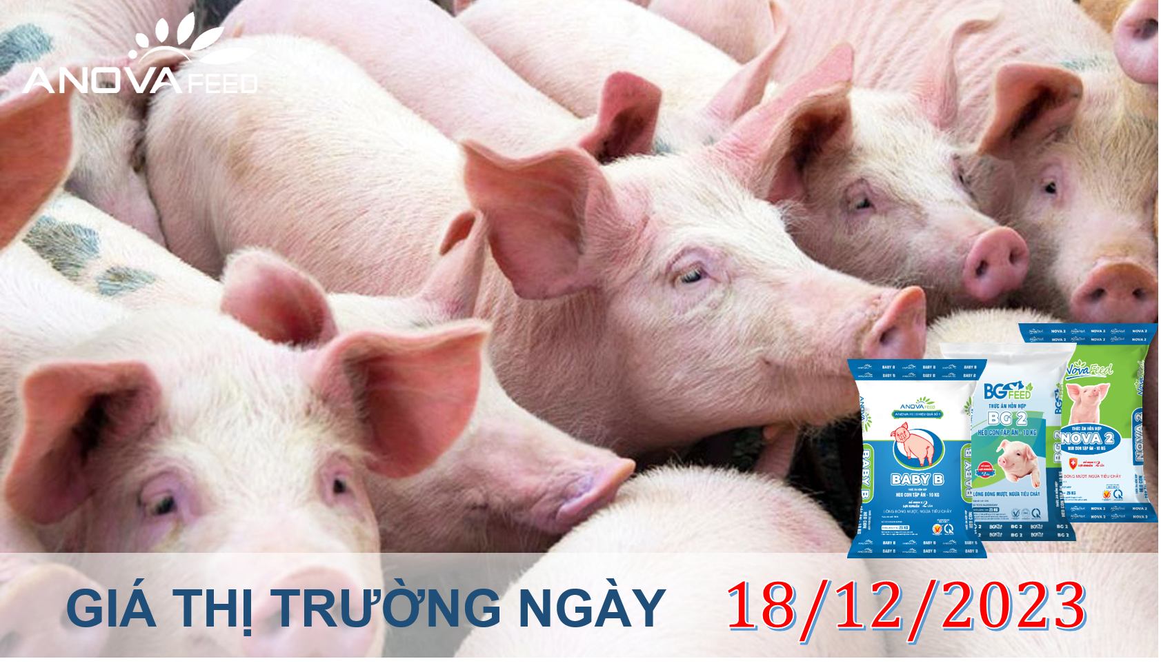 ANOVA FEED- GIÁ HEO HƠI NGÀY 18/12, ĐẦU TUẦN BIẾN ĐỘNG NHẸ