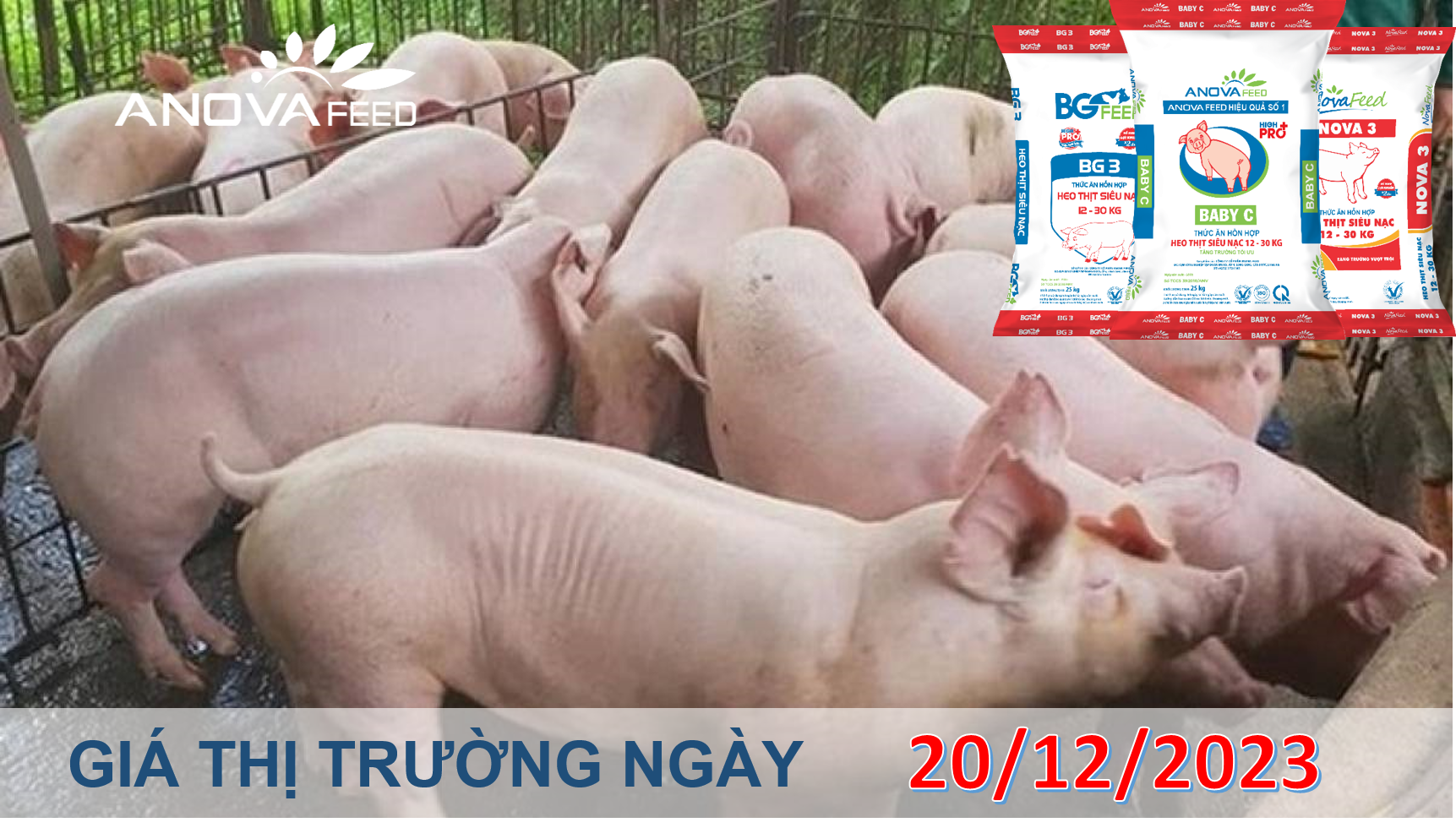 ANOVA FEED- GIÁ HEO HƠI NGÀY 20/12, THỊ TRƯỜNG BẬT TĂNG