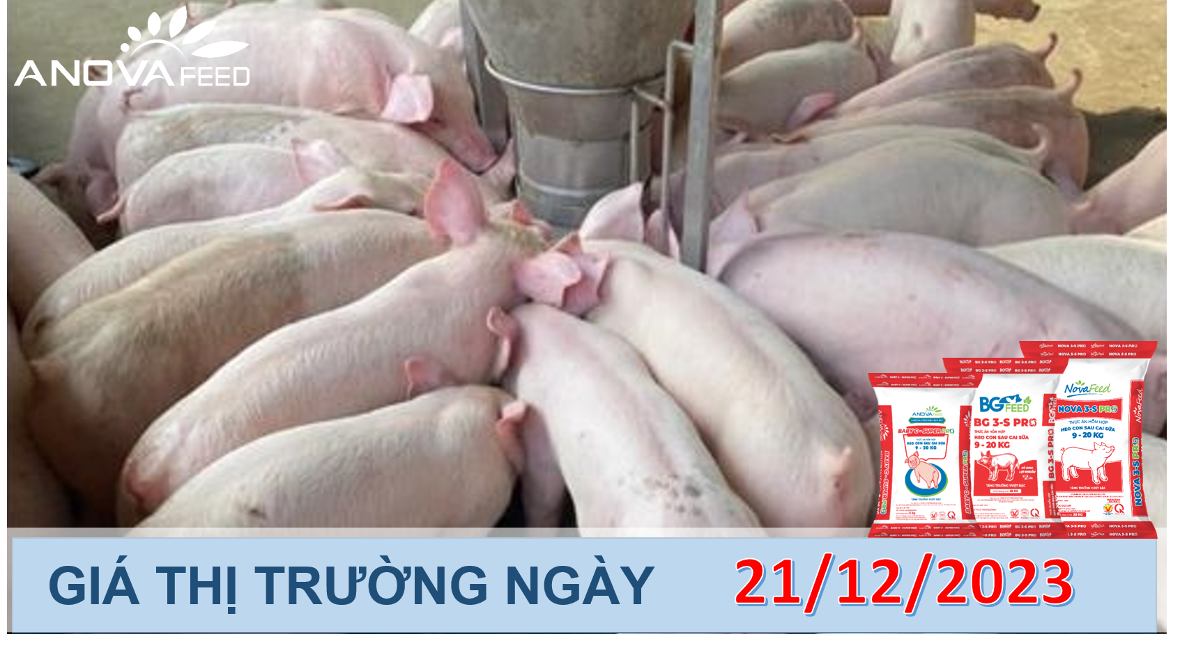 ANOVA FEED- GIÁ HEO HƠI NGÀY 21/12, MIỀN BẮC TĂNG TRƯỞNG TỐT