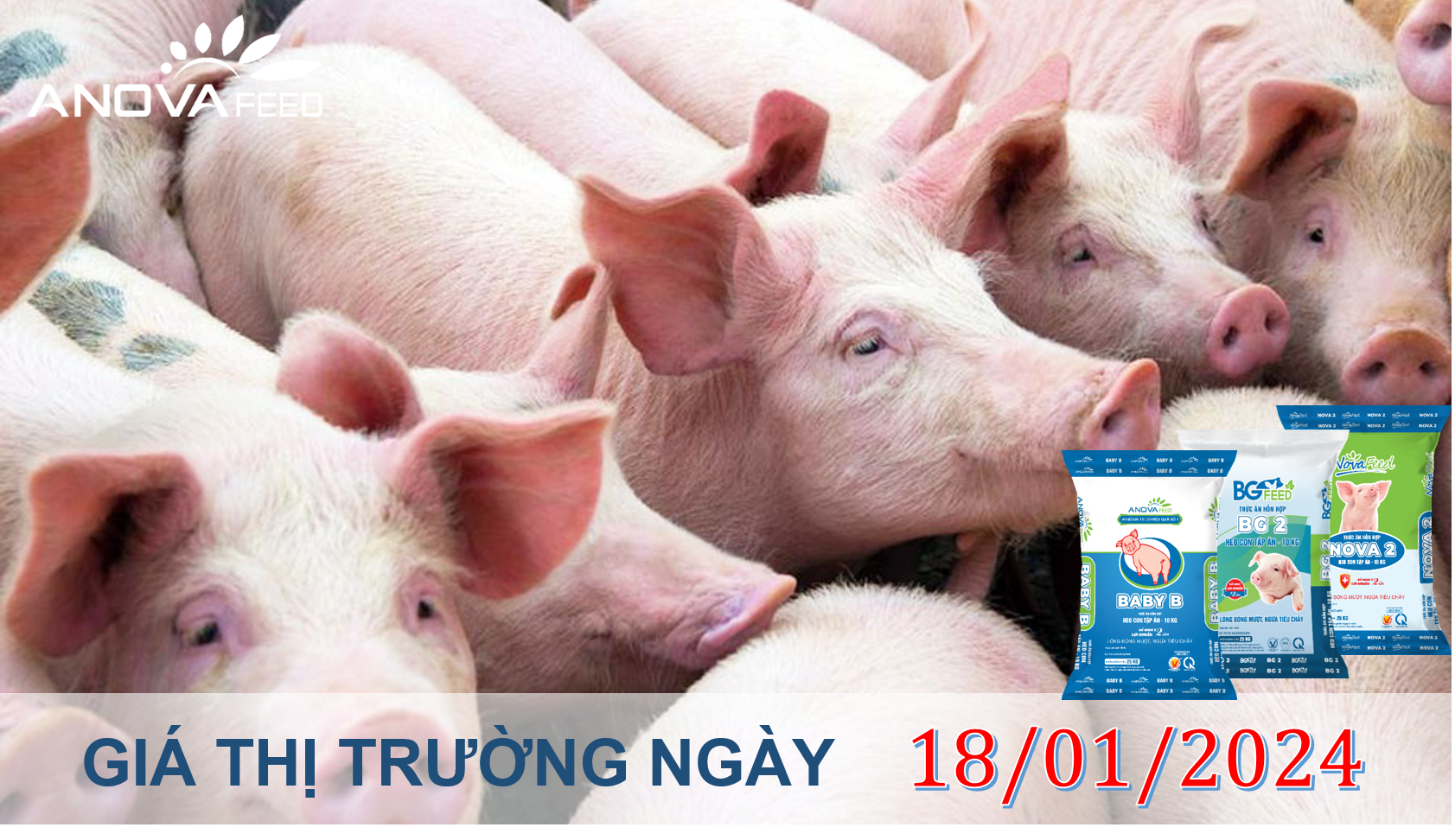 ANOVA FEED - GIÁ HEO HƠI NGÀY 18/01, TIẾP ĐÀ TĂNG NHANH