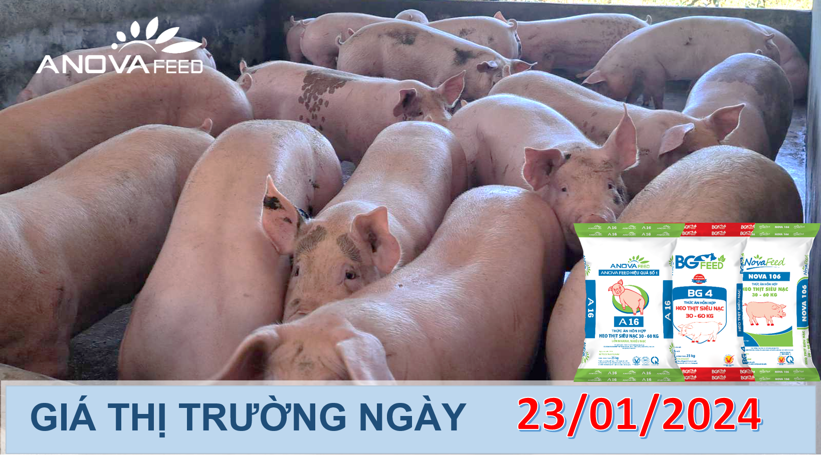 ANOVA FEED - GIÁ HEO HƠI NGÀY 23/01, MIỀN NAM TĂNG NHẸ