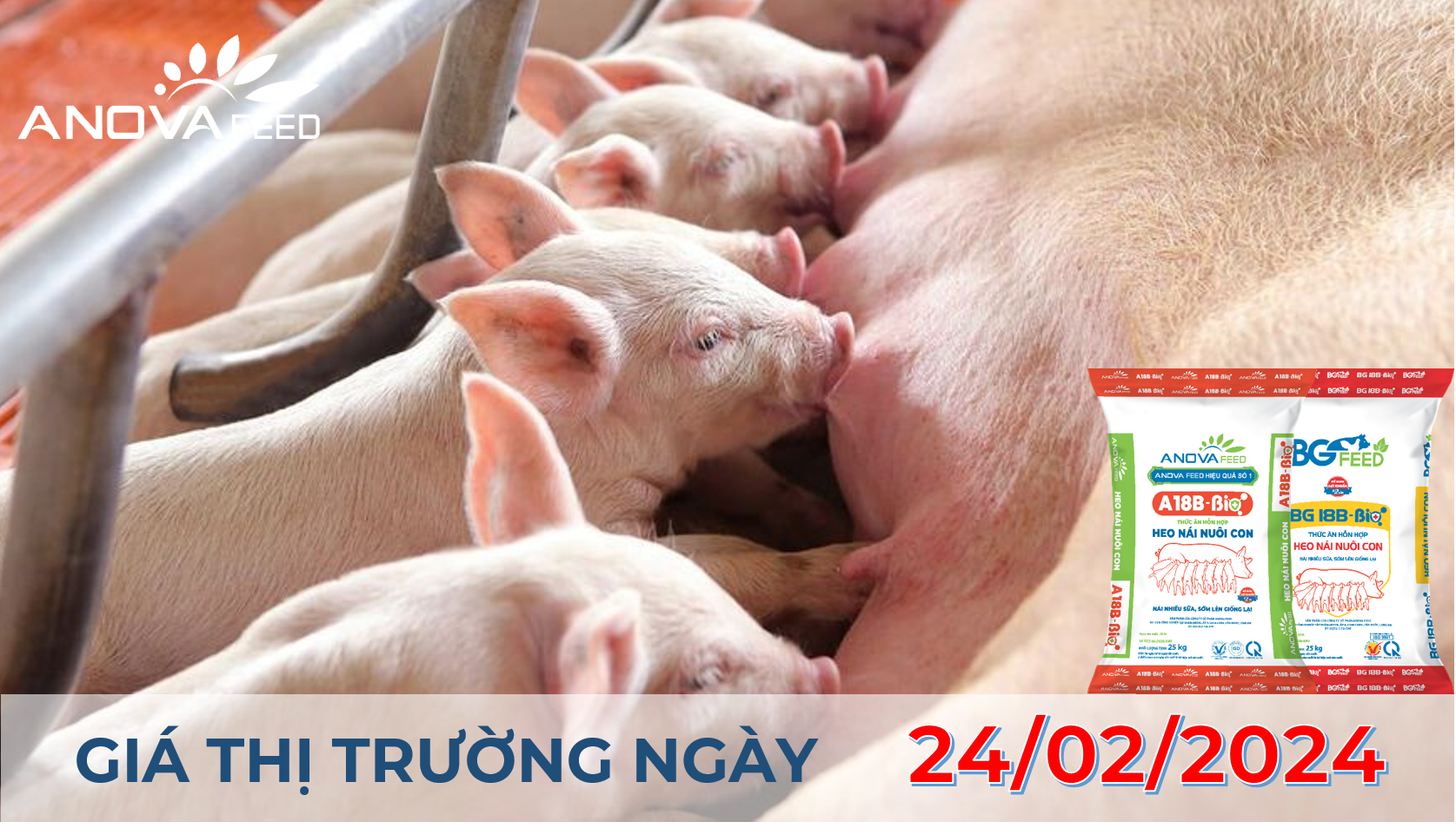 ANOVA FEED - GIÁ HEO HƠI NGÀY 24/02, TĂNG GIẢM TRÁI CHIỀU