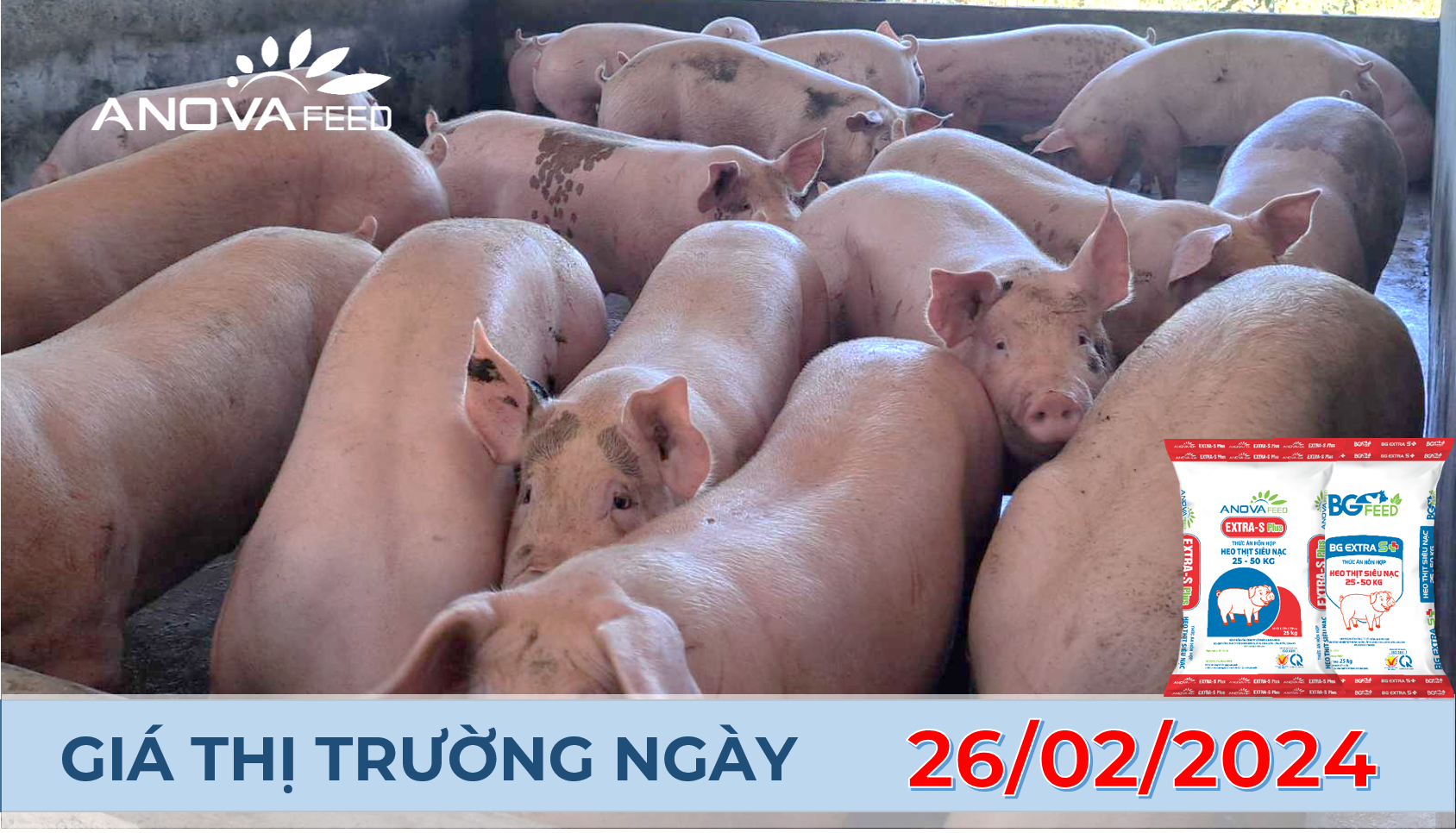 ANOVA FEED - GIÁ HEO HƠI NGÀY 26/02, BIẾN ĐỘNG NHẸ