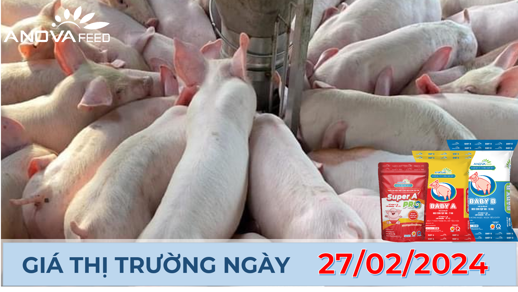 ANOVA FEED - GIÁ HEO HƠI NGÀY 27/02, THỊ TRƯỜNG ÍT BIẾN ĐỘNG