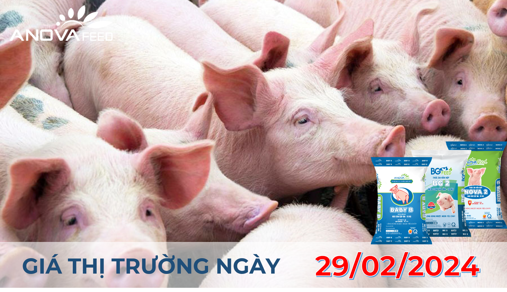 ANOVA FEED - GIÁ HEO HƠI NGÀY 29/02, MIỀN NAM GIẢM NHẸ
