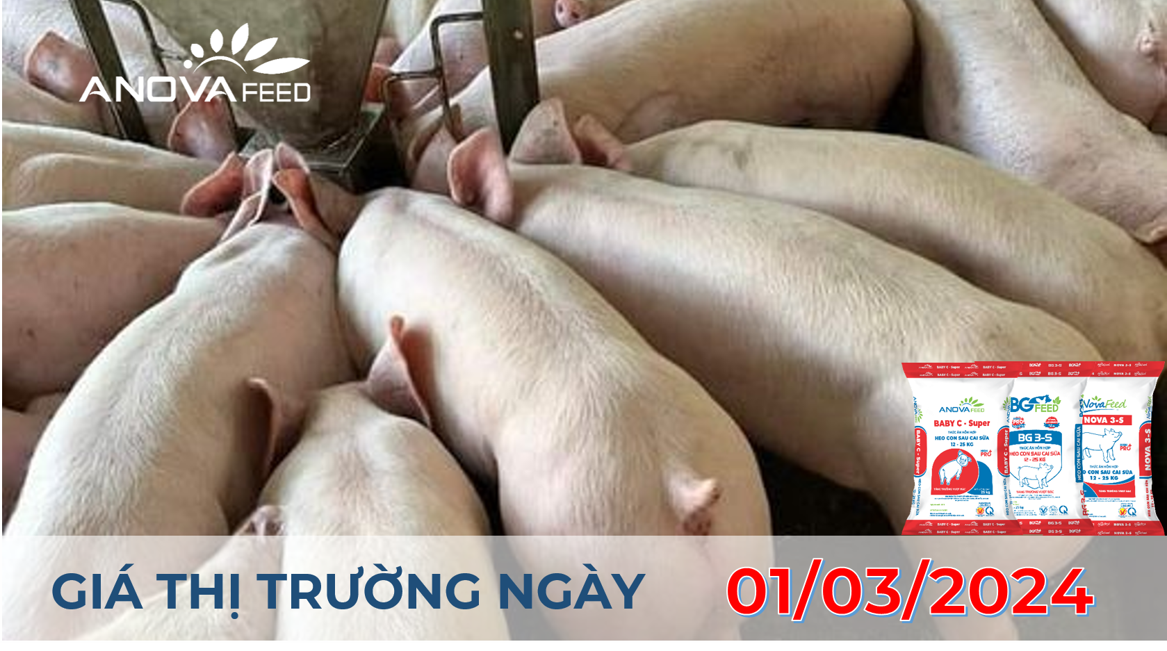 ANOVA FEED - GIÁ HEO HƠI NGÀY 01/03, TOÀN QUỐC GIỮ GIÁ