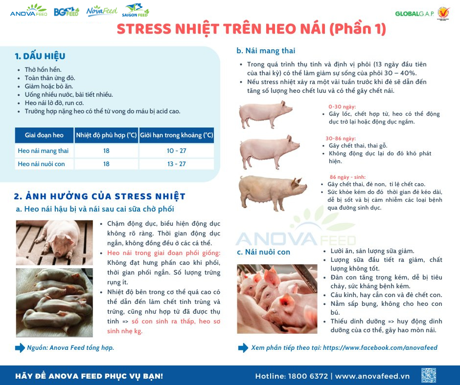 STRESS NHIỆT TRÊN HEO NÁI PHẦN 1