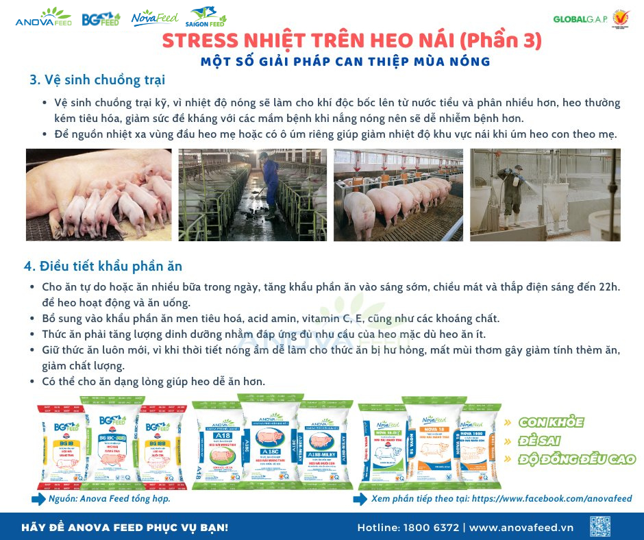 STRESS NHIỆT TRÊN HEO NÁI PHẦN 3