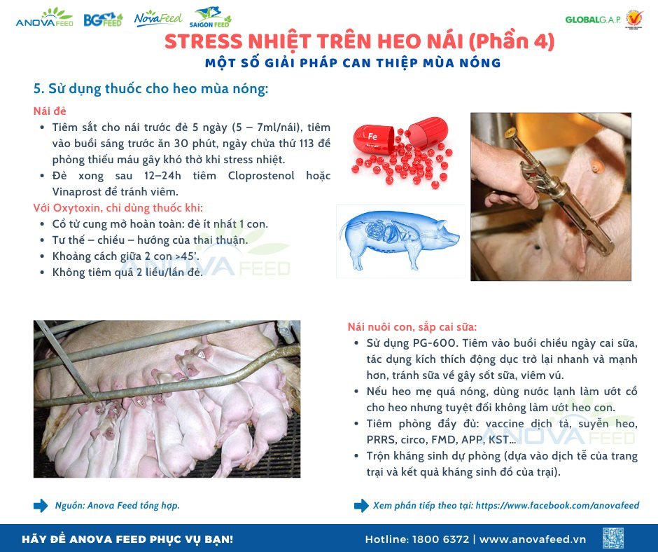 STRESS NHIỆT TRÊN HEO NÁI PHẦN 4