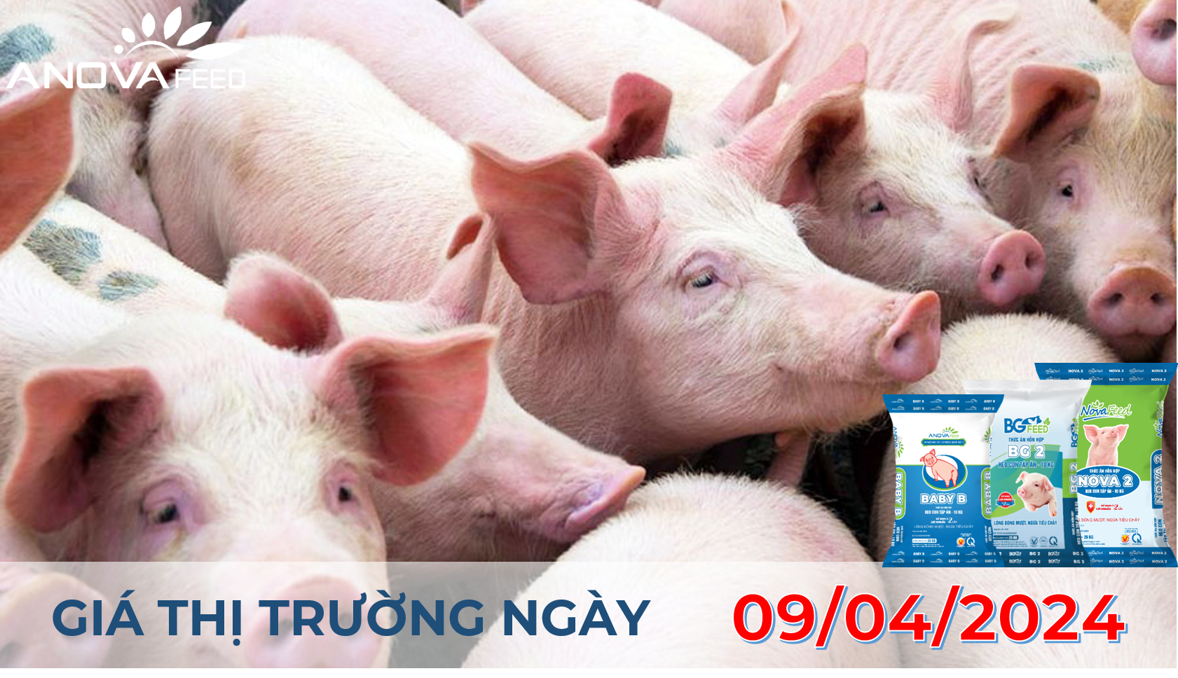 ANOVA FEED - GIÁ HEO HƠI NGÀY 09/04, THỊ TRƯỜNG CHỮNG GIÁ