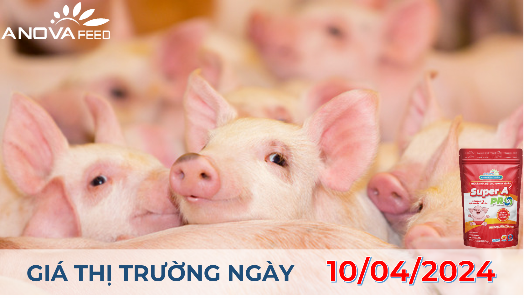 ANOVA FEED - GIÁ HEO HƠI NGÀY 10/04, BIẾN ĐỘNG NHẸ