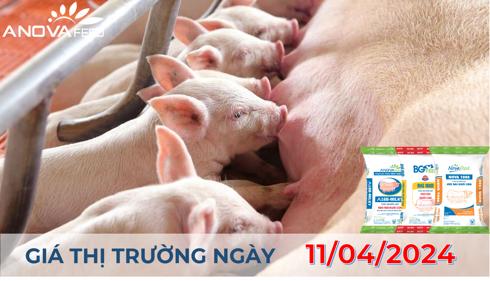 ANOVA FEED - GIÁ HEO HƠI NGÀY 11/04, MIỀN TÂY GIẢM NHẸ