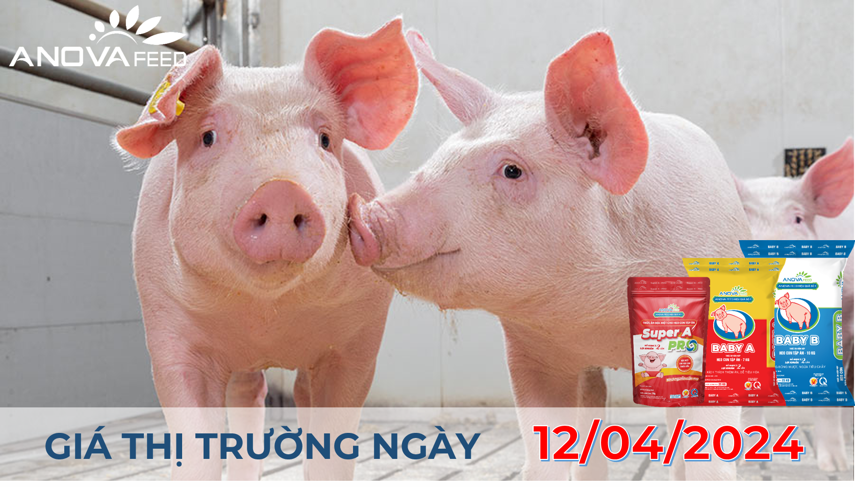 ANOVA FEED - GIÁ HEO HƠI NGÀY 12/04, THỊ TRƯỜNG BẬT TĂNG