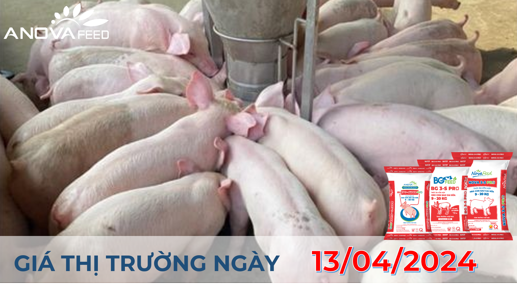 ANOVA FEED - GIÁ HEO HƠI NGÀY 13/04, TĂNG NHẸ VÀI NƠI