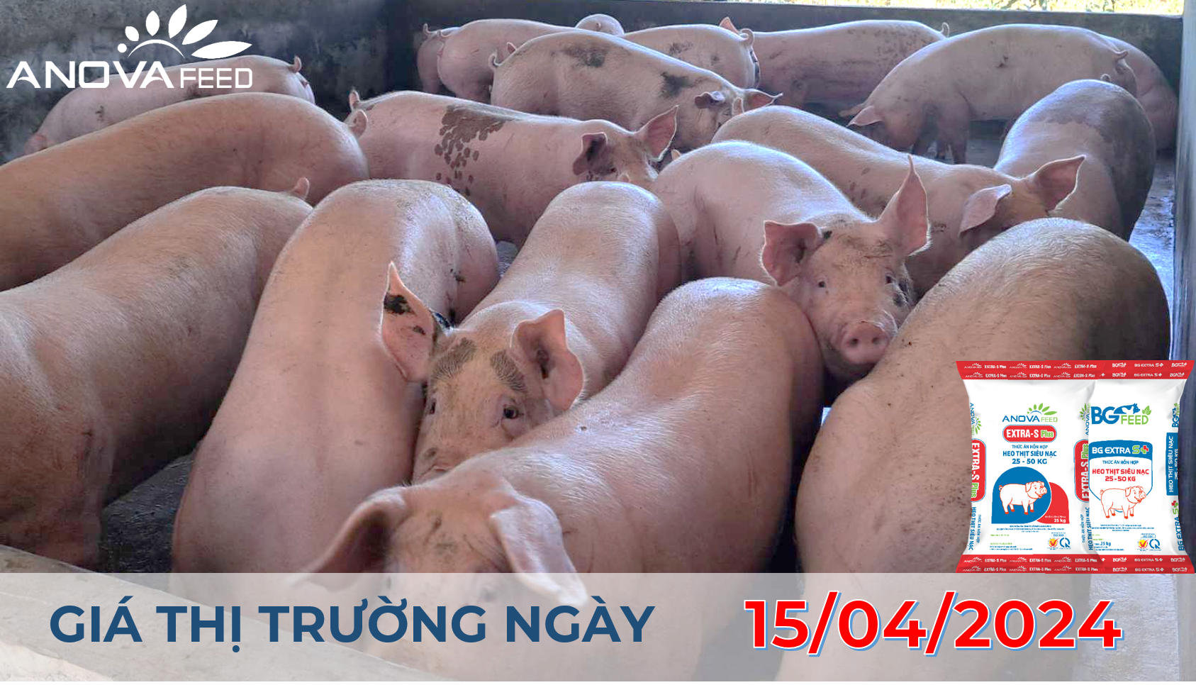 ANOVA FEED - GIÁ HEO HƠI NGÀY 15/04, ĐẦU TUẦN ÍT BIẾN ĐỘNG