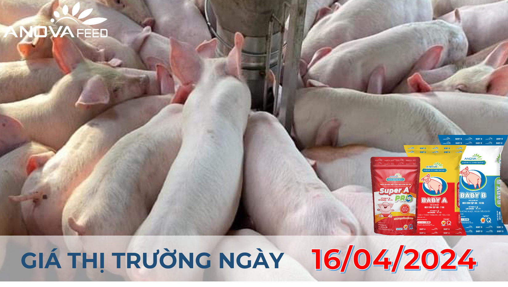 ANOVA FEED - GIÁ HEO HƠI NGÀY 16/04, THEO ĐÀ TĂNG