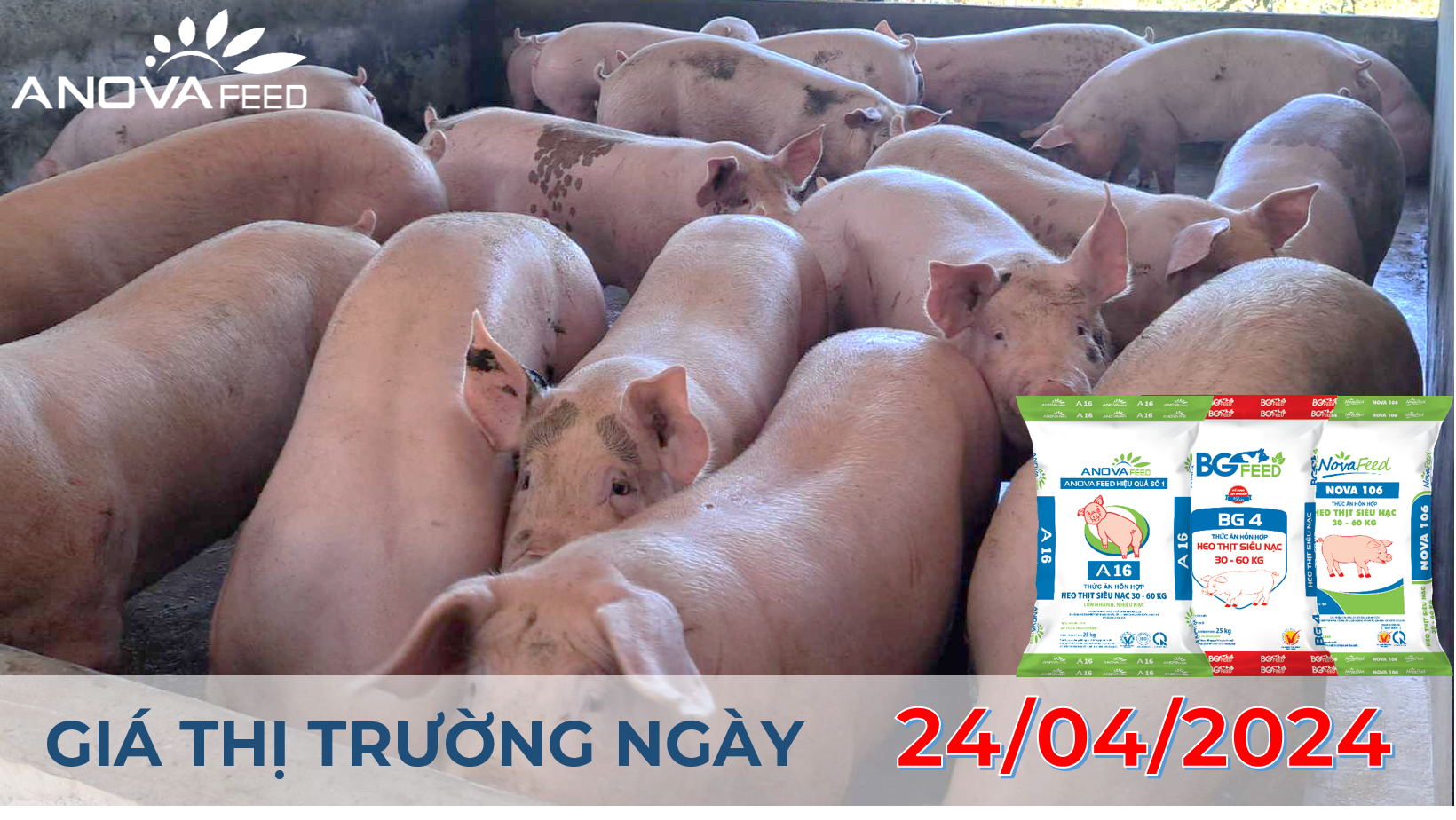 ANOVA FEED - GIÁ HEO HƠI NGÀY 24/04, THỊ TRƯỜNG TĂNG LIÊN TIẾP