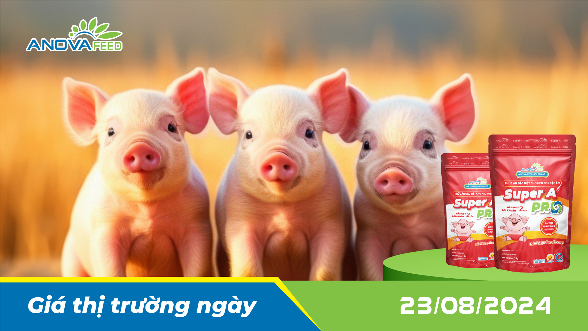 ANOVA FEED - GIÁ HEO HƠI NGÀY 23/08, GIỮ GIÁ ĐI NGANG