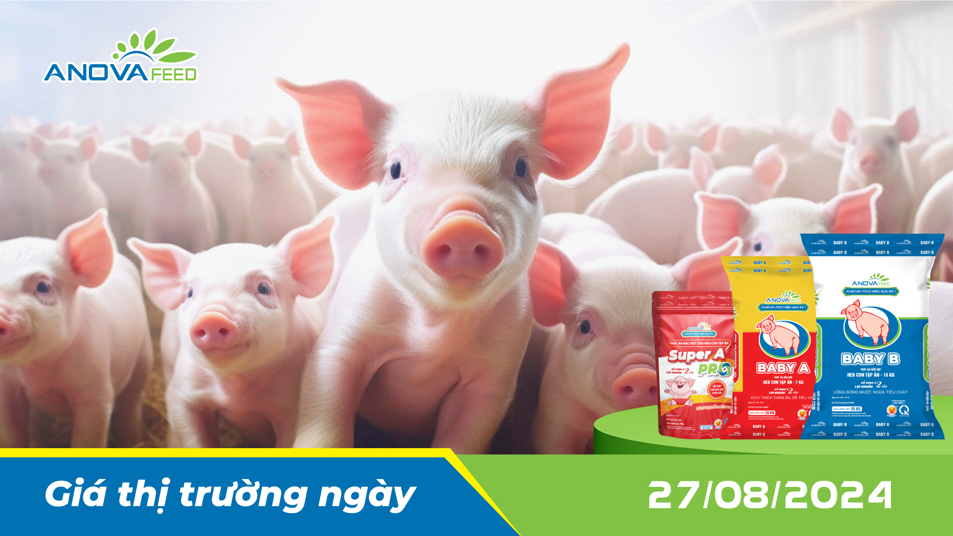 ANOVA FEED - GIÁ HEO HƠI NGÀY 27/08, TOÀN QUỐC GIỮ GIÁ