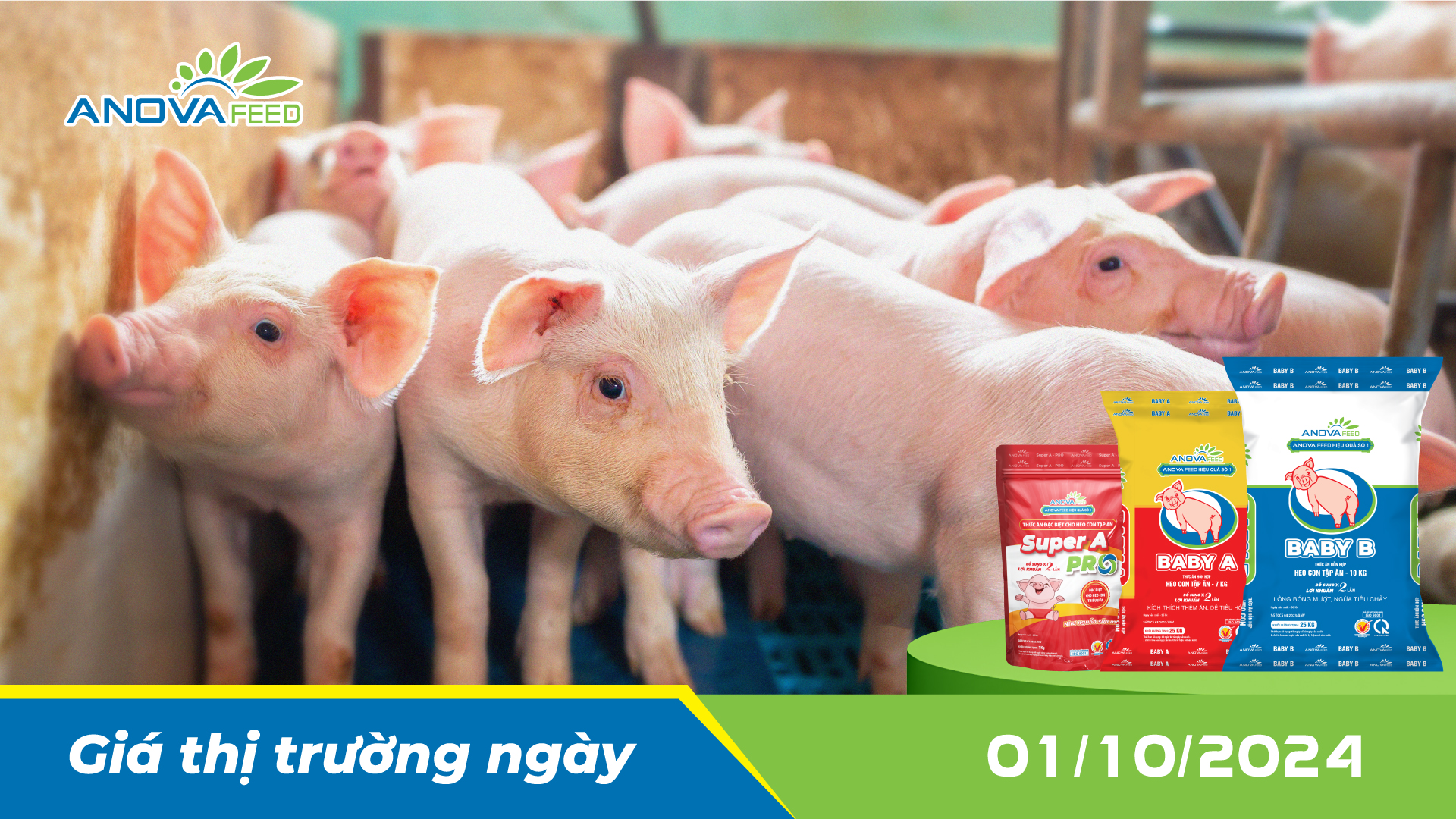 ANOVA FEED - GIÁ HEO HƠI NGÀY 01/10, THỊ TRƯỜNG ĐI NGANG