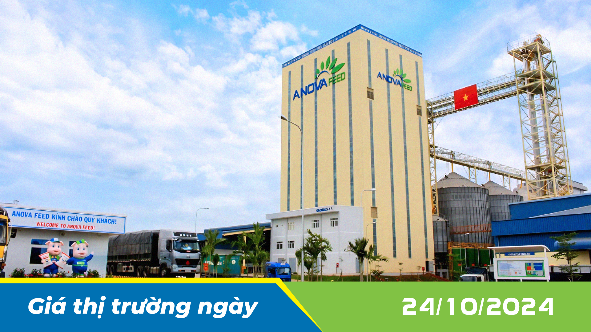 ANOVA FEED - GIÁ HEO HƠI NGÀY 24/10, TIẾP TỤC GIẢM