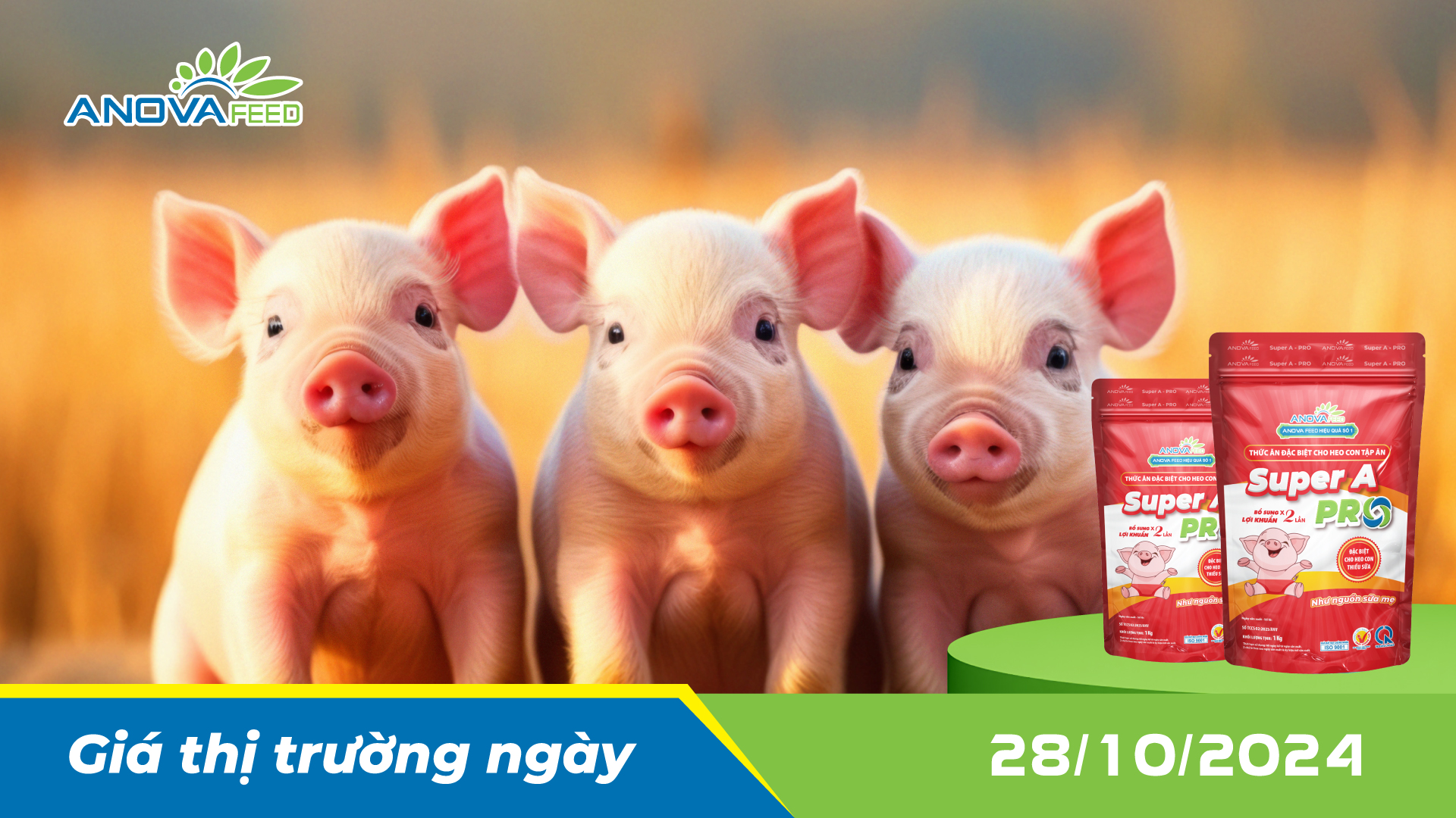 ANOVA FEED - GIÁ HEO HƠI NGÀY 28/10, ĐẦU TUẦN ĐI NGANG