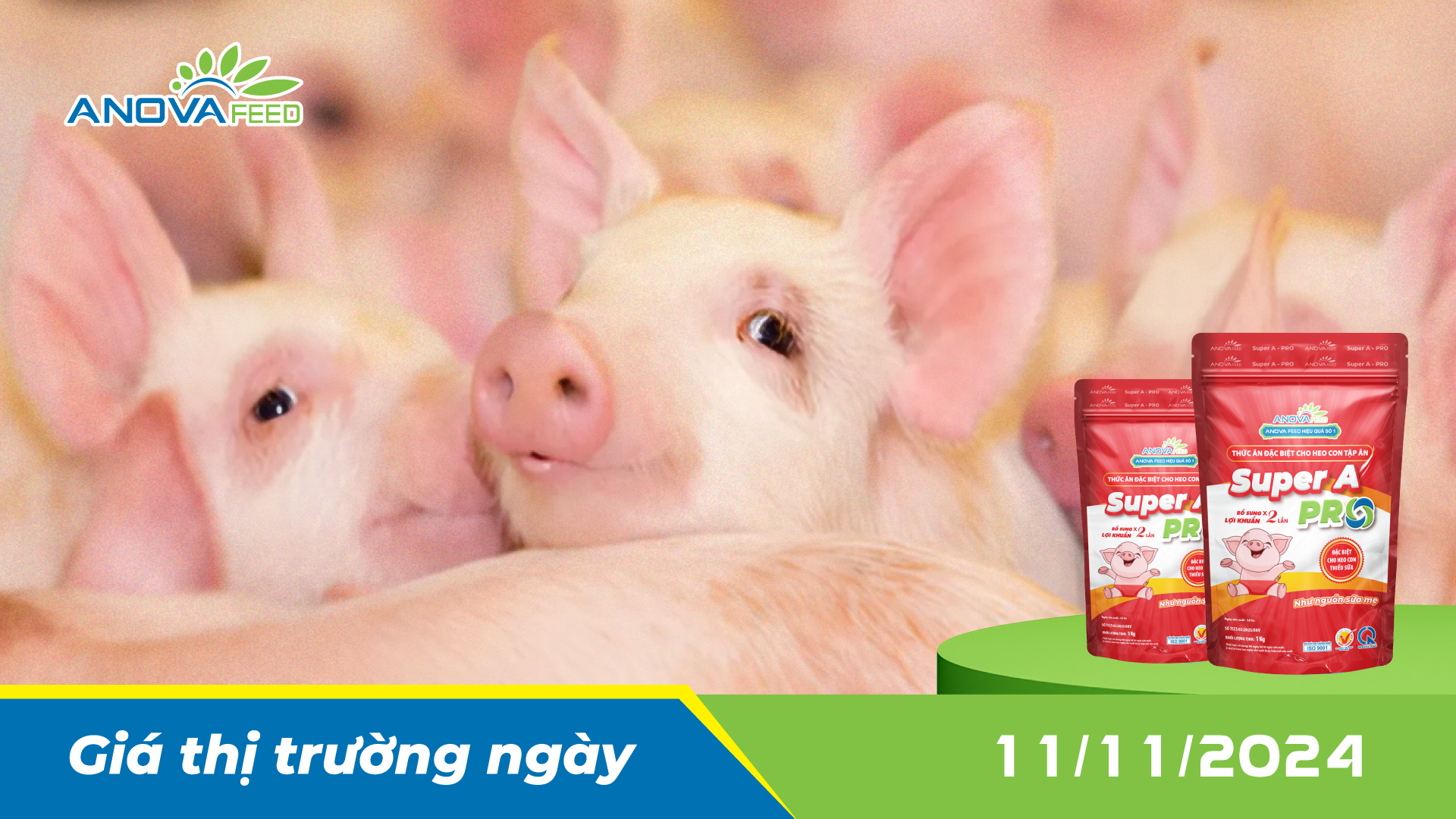 ANOVA FEED - GIÁ HEO HƠI NGÀY 11/11, THỊ TRƯỜNG ỔN ĐỊNH