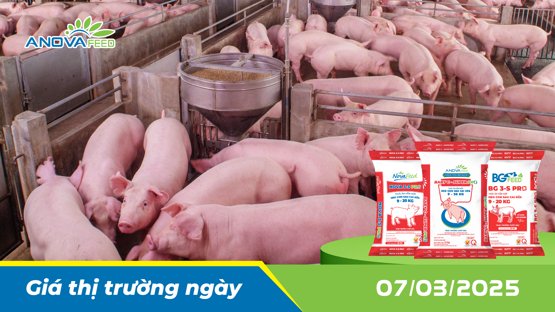 ANOVA FEED - GIÁ HEO THỊT NGÀY 07/03, BIẾN ĐỘNG NHẸ