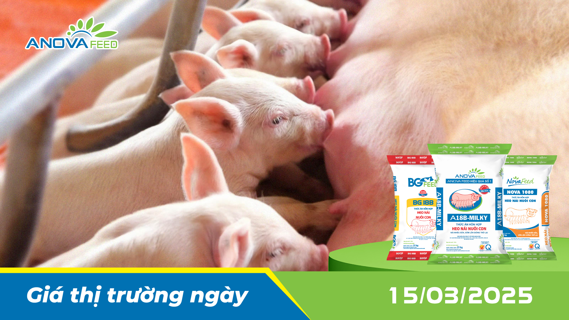 ANOVA FEED - GIÁ HEO THỊT NGÀY 15/03, GIẢM TRÊN DIỆN RỘNG